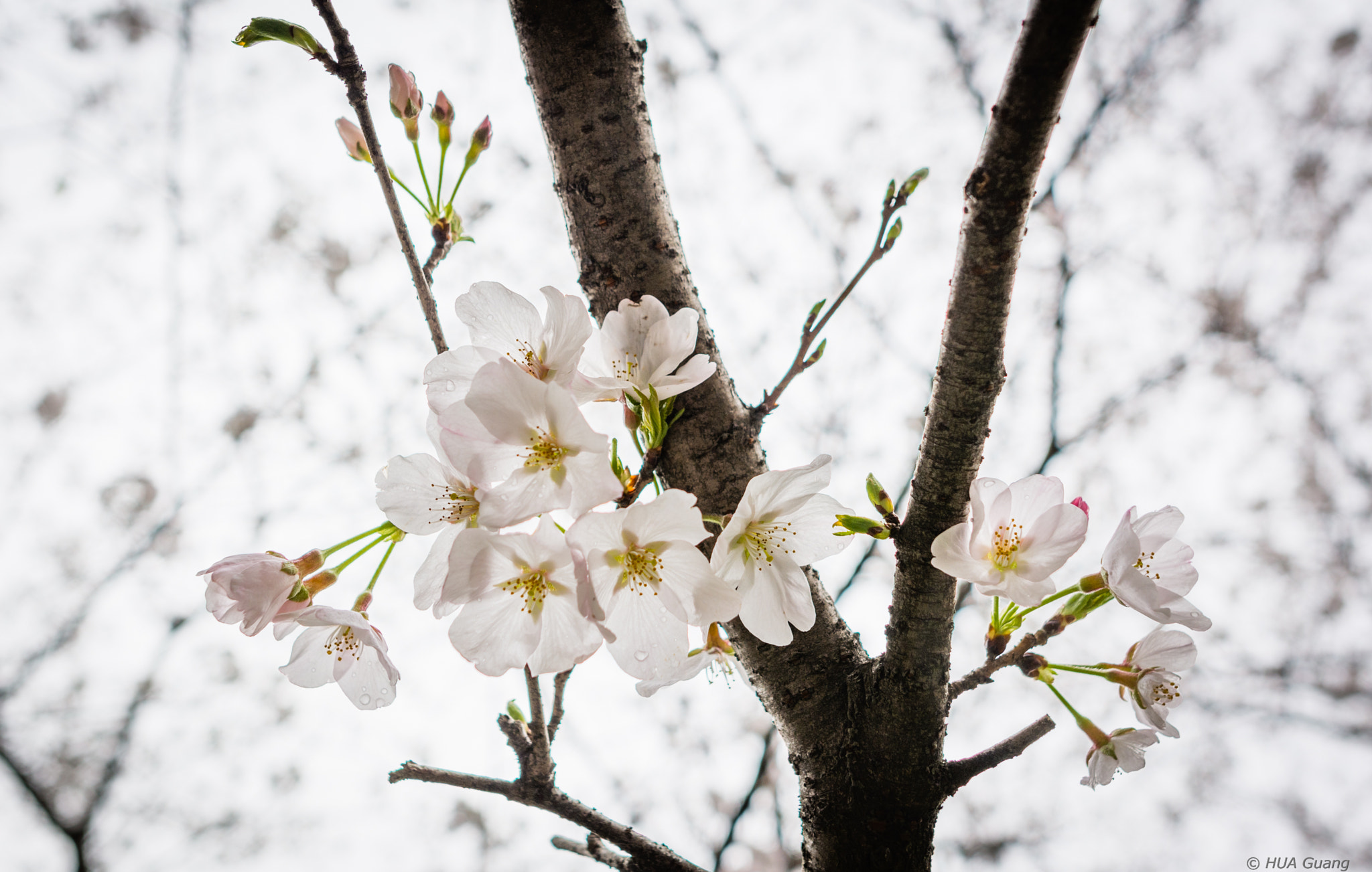 Nikon D7100 + Nikon AF-S Nikkor 20mm F1.8G ED sample photo. Sakura photography