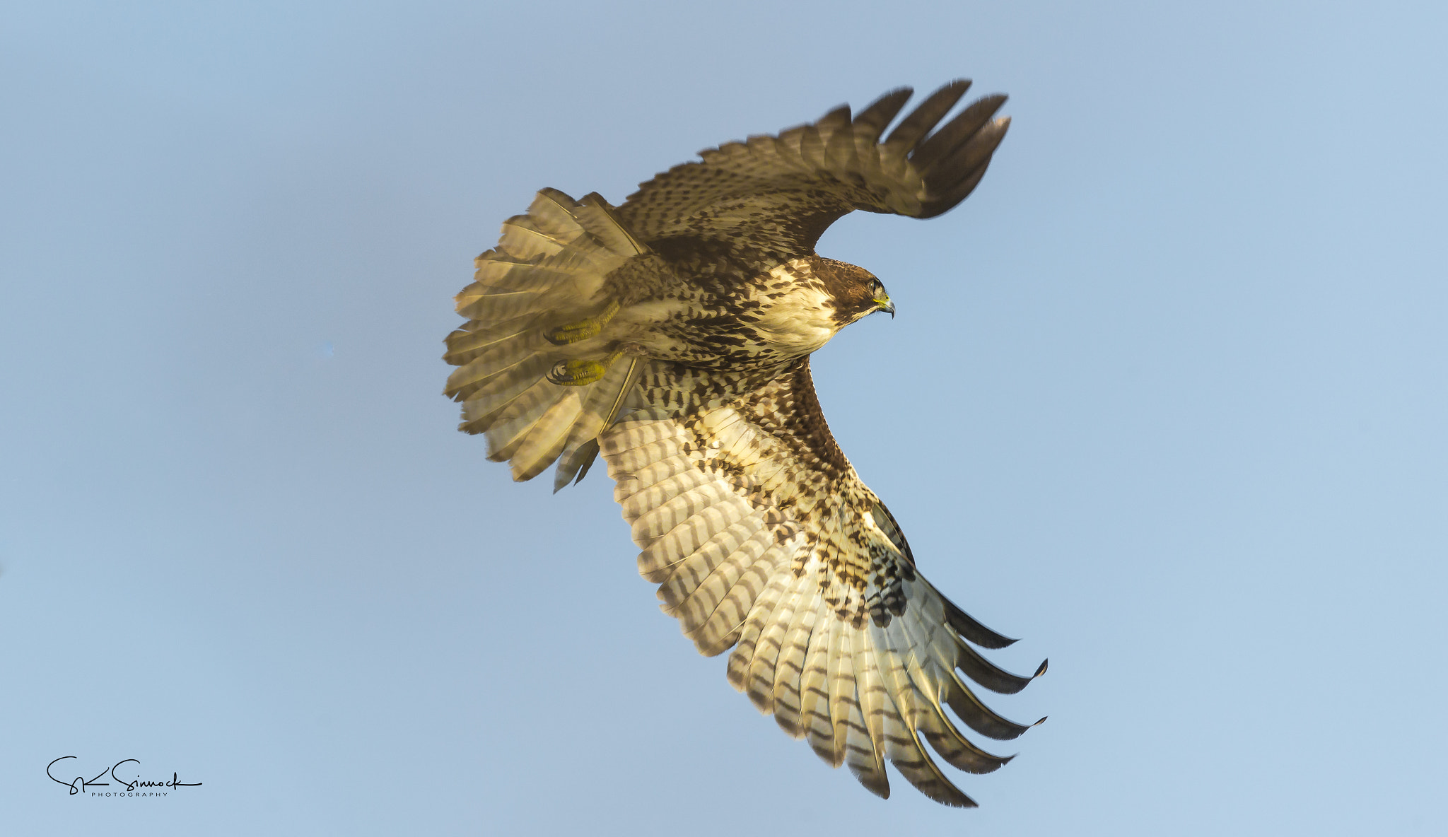 Nikon D800 sample photo. Red tail hawk photography