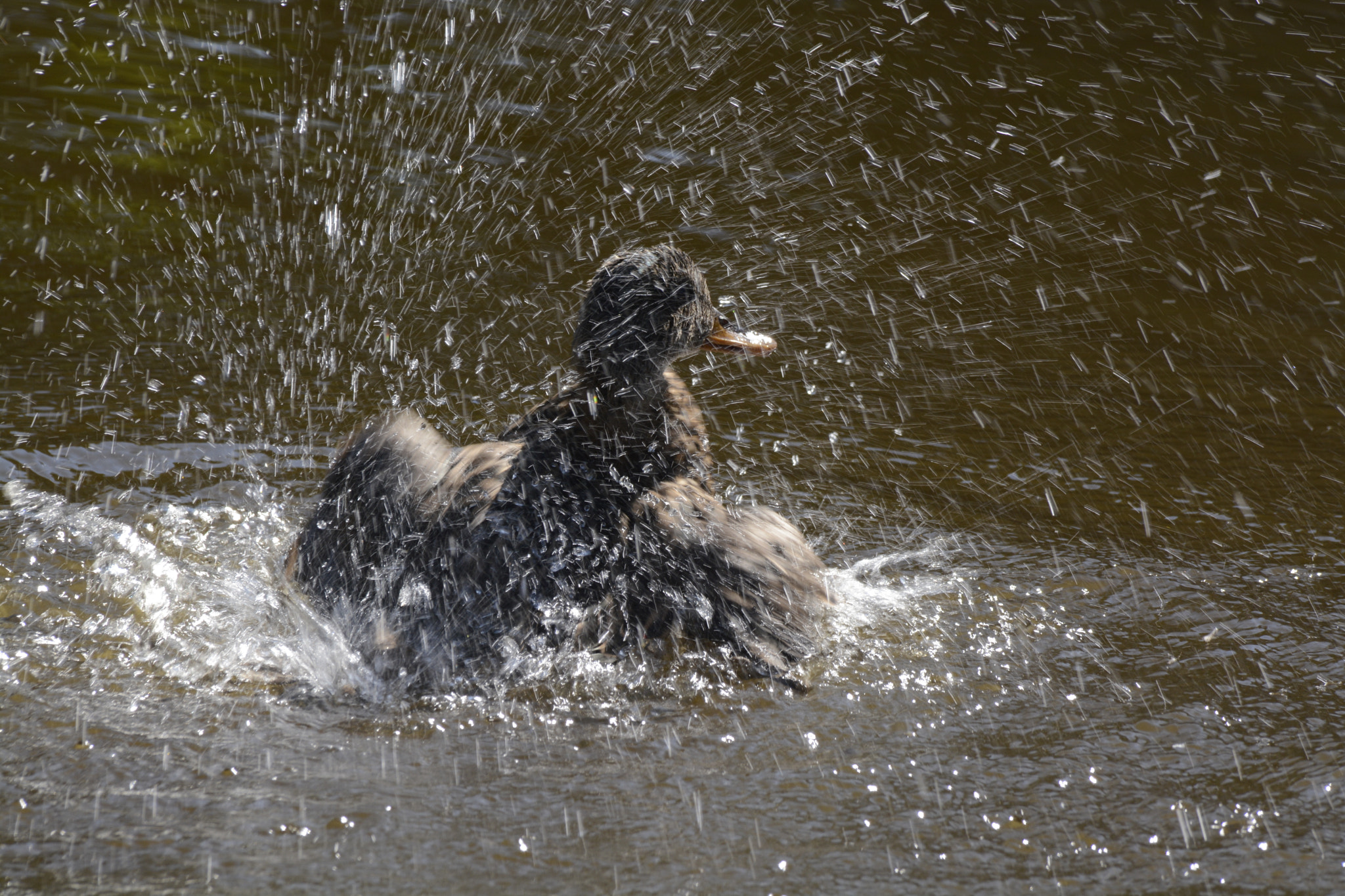 Sigma 150-500mm F5-6.3 DG OS HSM sample photo. Chapoteando photography