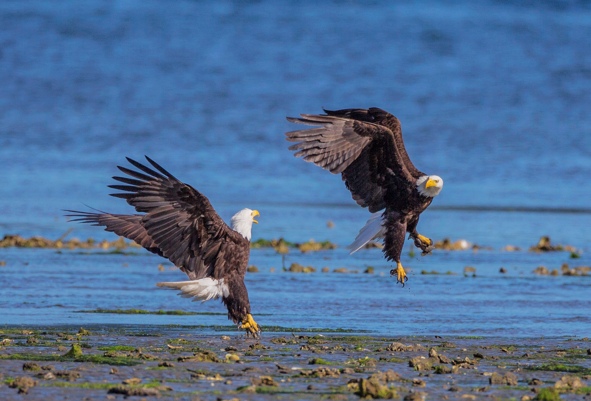 Canon EF 800mm F5.6L IS USM sample photo. Ar photography