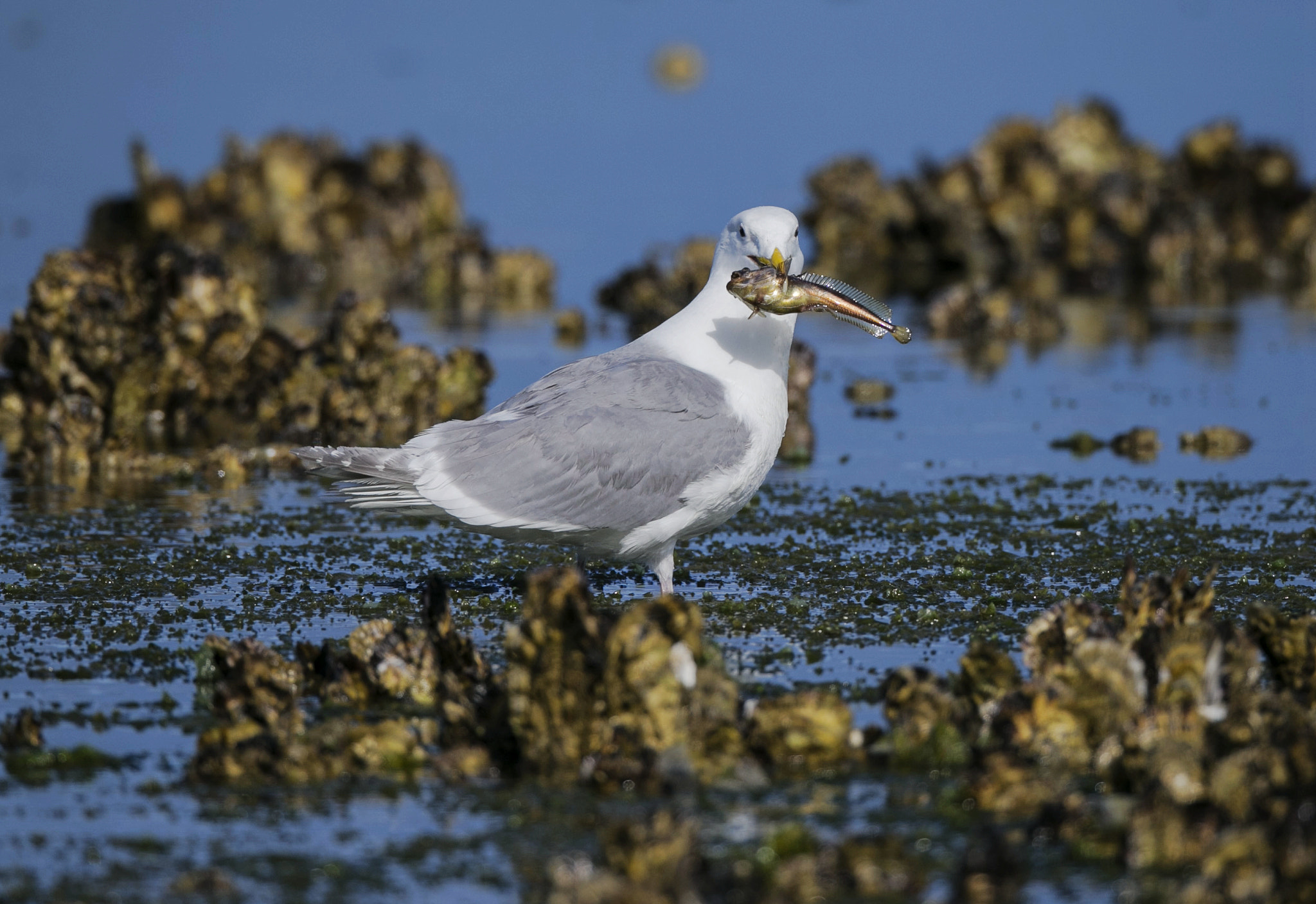 Canon EF 800mm F5.6L IS USM sample photo. Ar photography