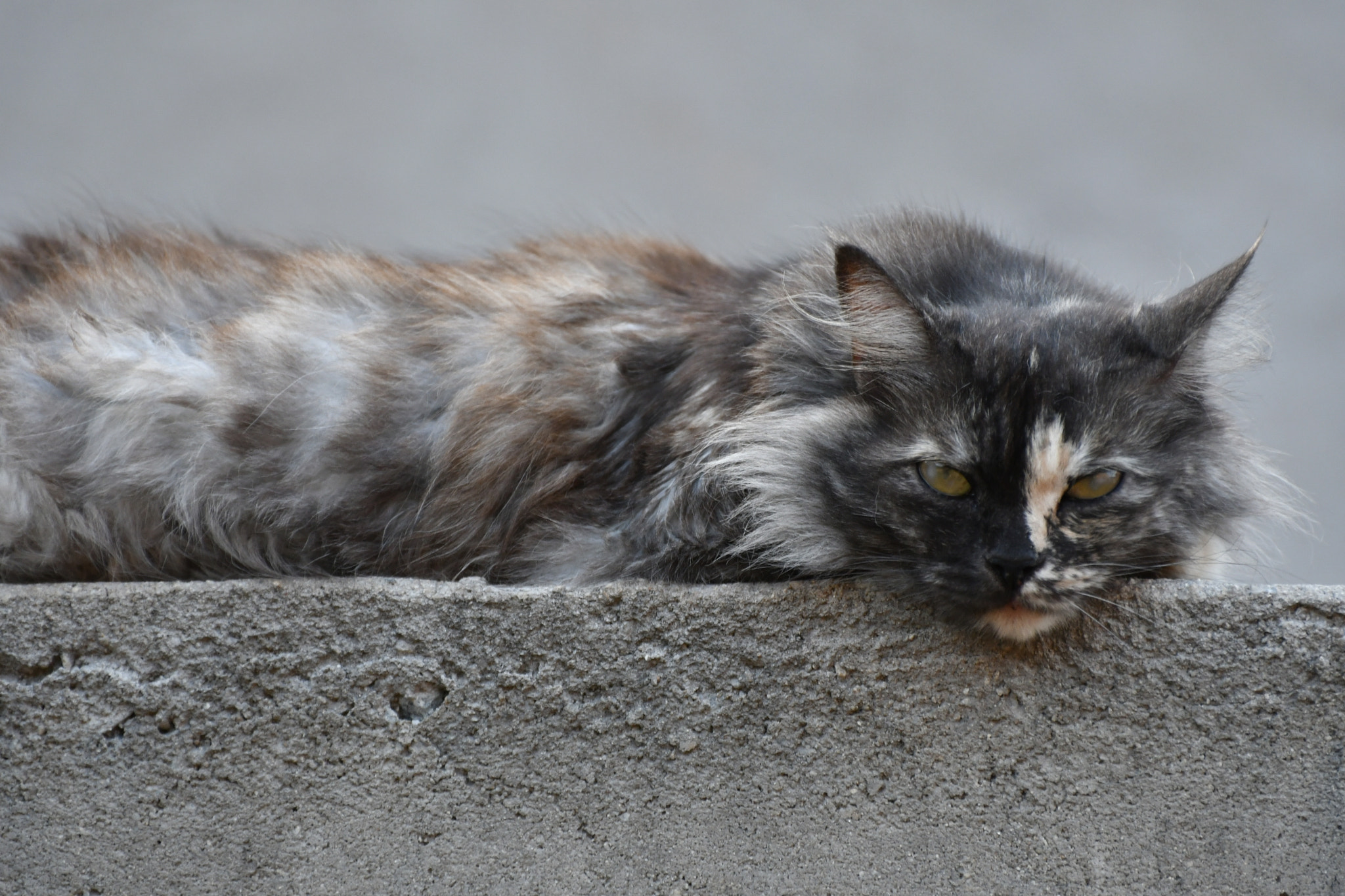 Nikon D500 sample photo