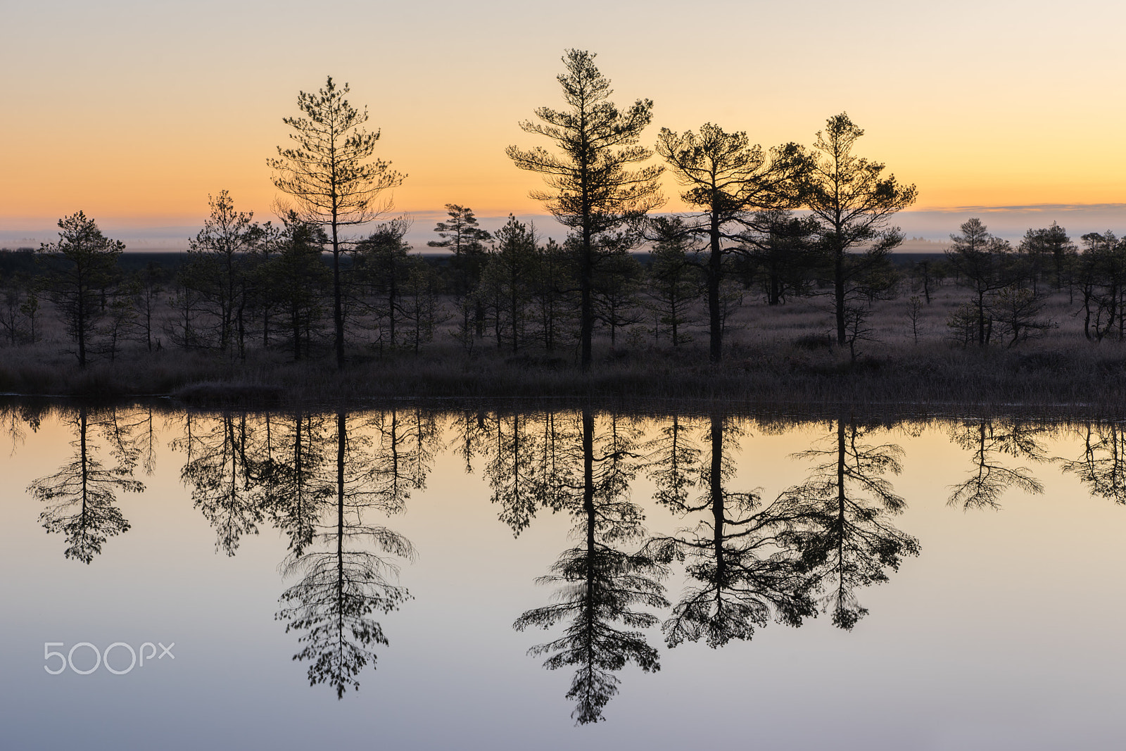Sony a7 II + Sony FE 90mm F2.8 Macro G OSS sample photo. Sunrise in the bog. icy cold marsh. frosty ground. swamp lake and nature. freeze temperatures in... photography