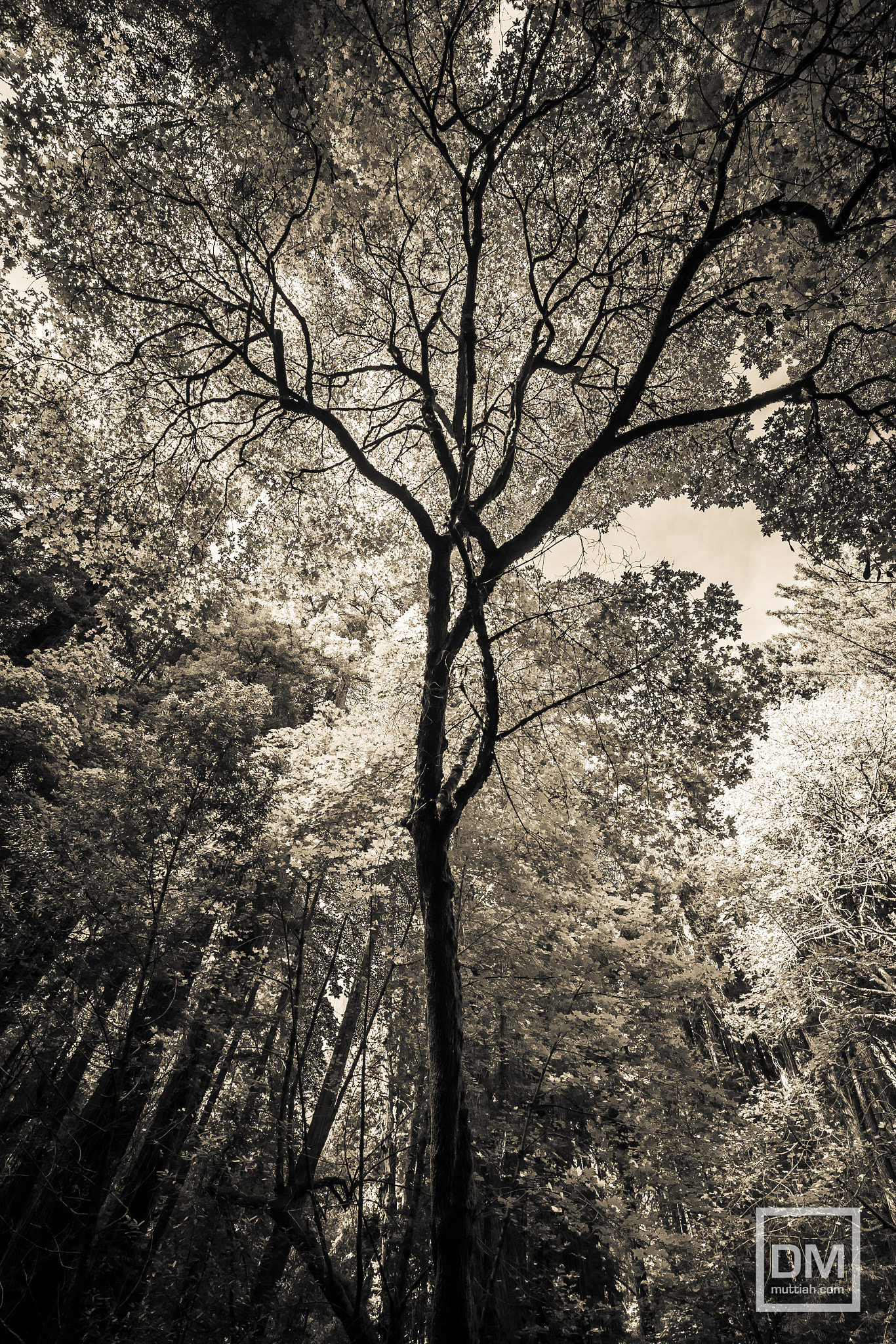Canon EF 16-35mm F4L IS USM sample photo. Muir woods photography