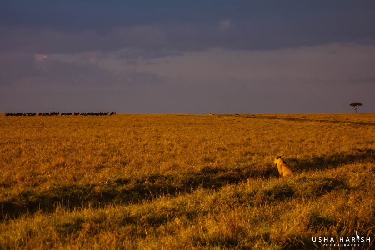 Canon EF 75-300mm f/4-5.6 USM sample photo. Nature's play photography