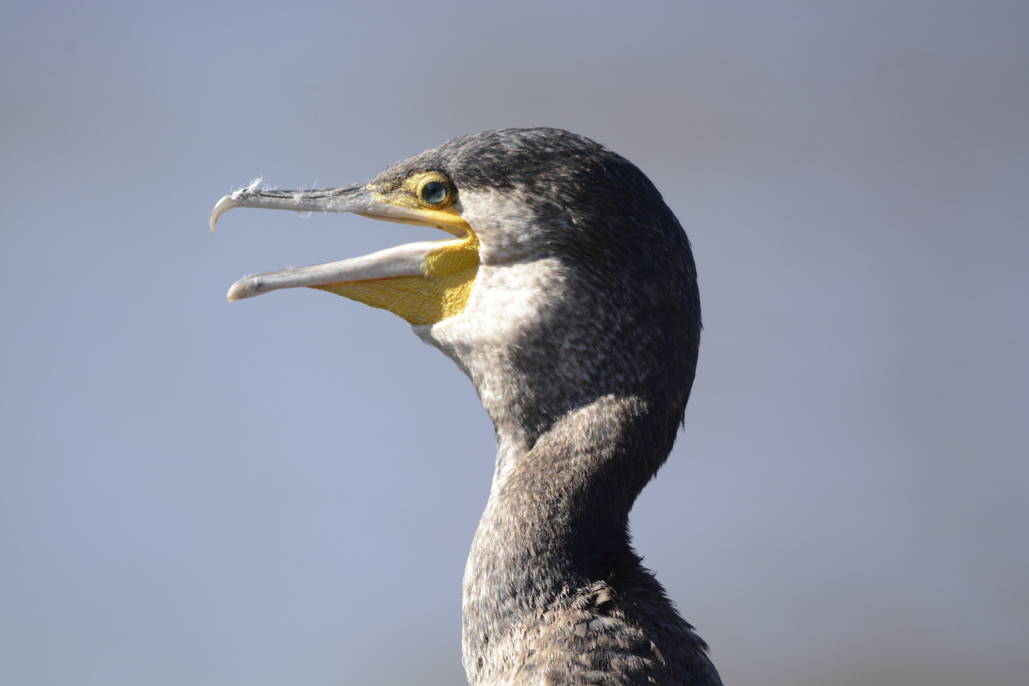 Sigma 150-500mm F5-6.3 DG OS HSM sample photo. Cantando photography
