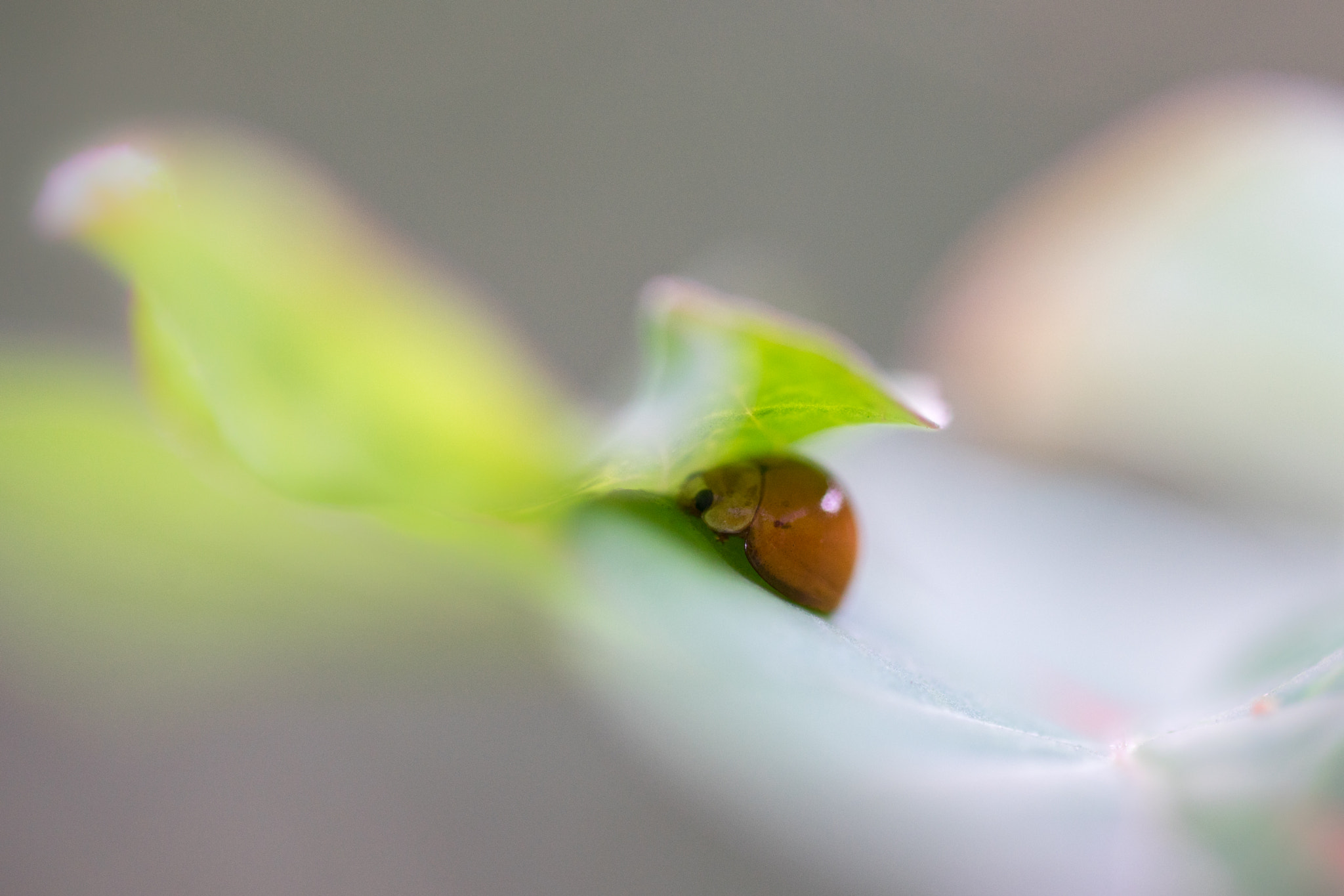 Sigma 70mm F2.8 EX DG Macro sample photo. _dsc5343-1.jpg photography