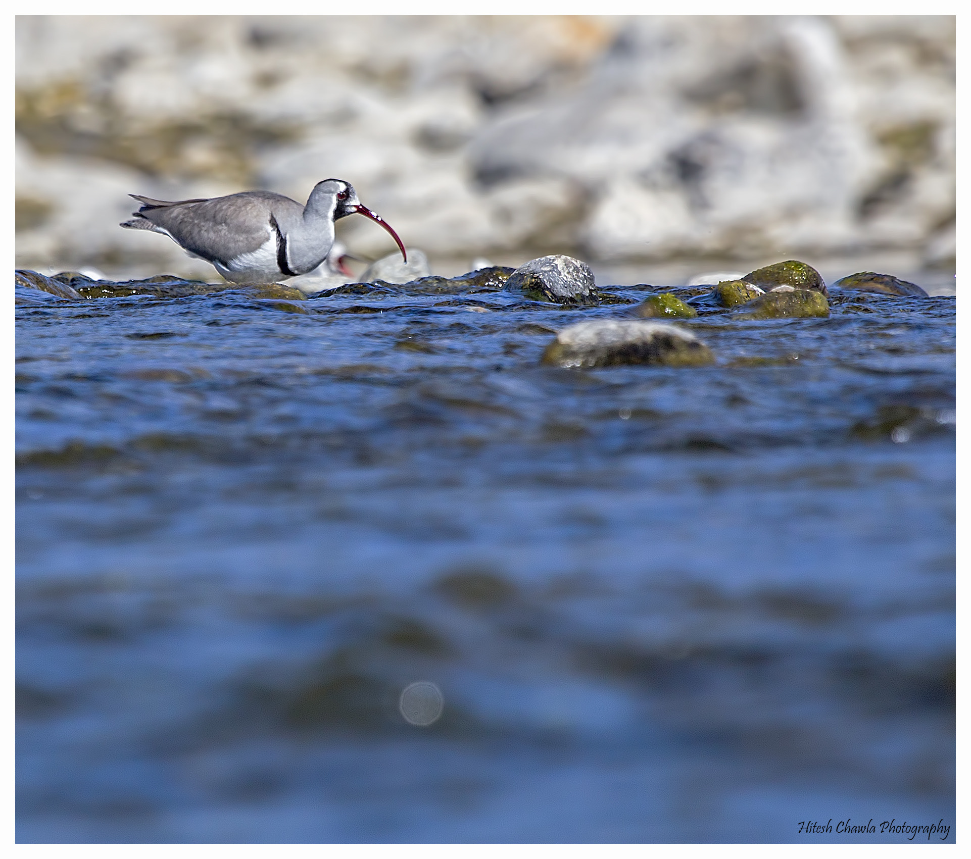 Canon EOS 6D + Canon EF 100-400mm F4.5-5.6L IS USM sample photo. A rare beauty... ibisbill photography