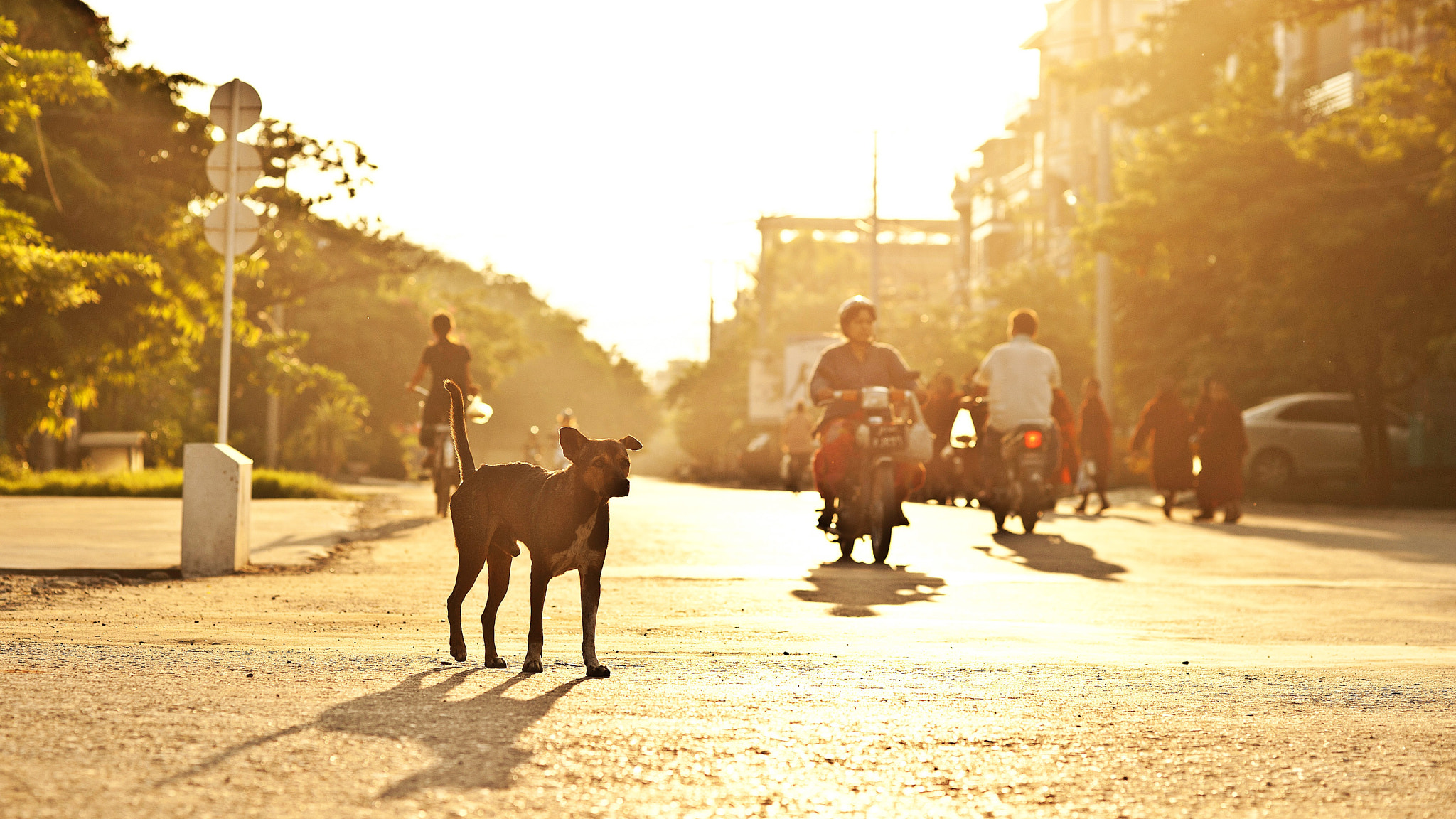 Nikon D700 + Nikon AF Nikkor 85mm F1.8D sample photo. Doggie on the street photography