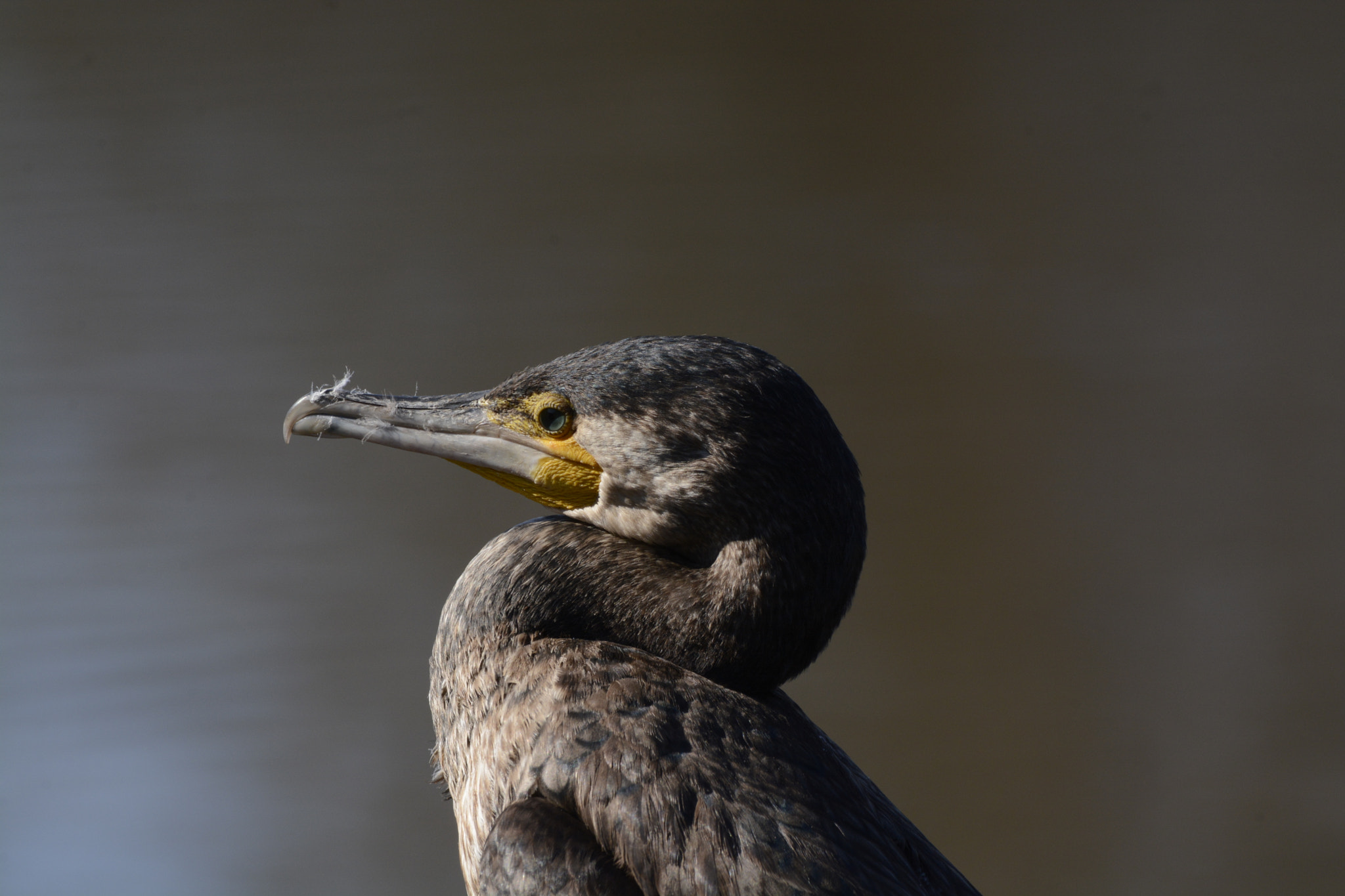 Sigma 150-500mm F5-6.3 DG OS HSM sample photo. Un poco serio photography