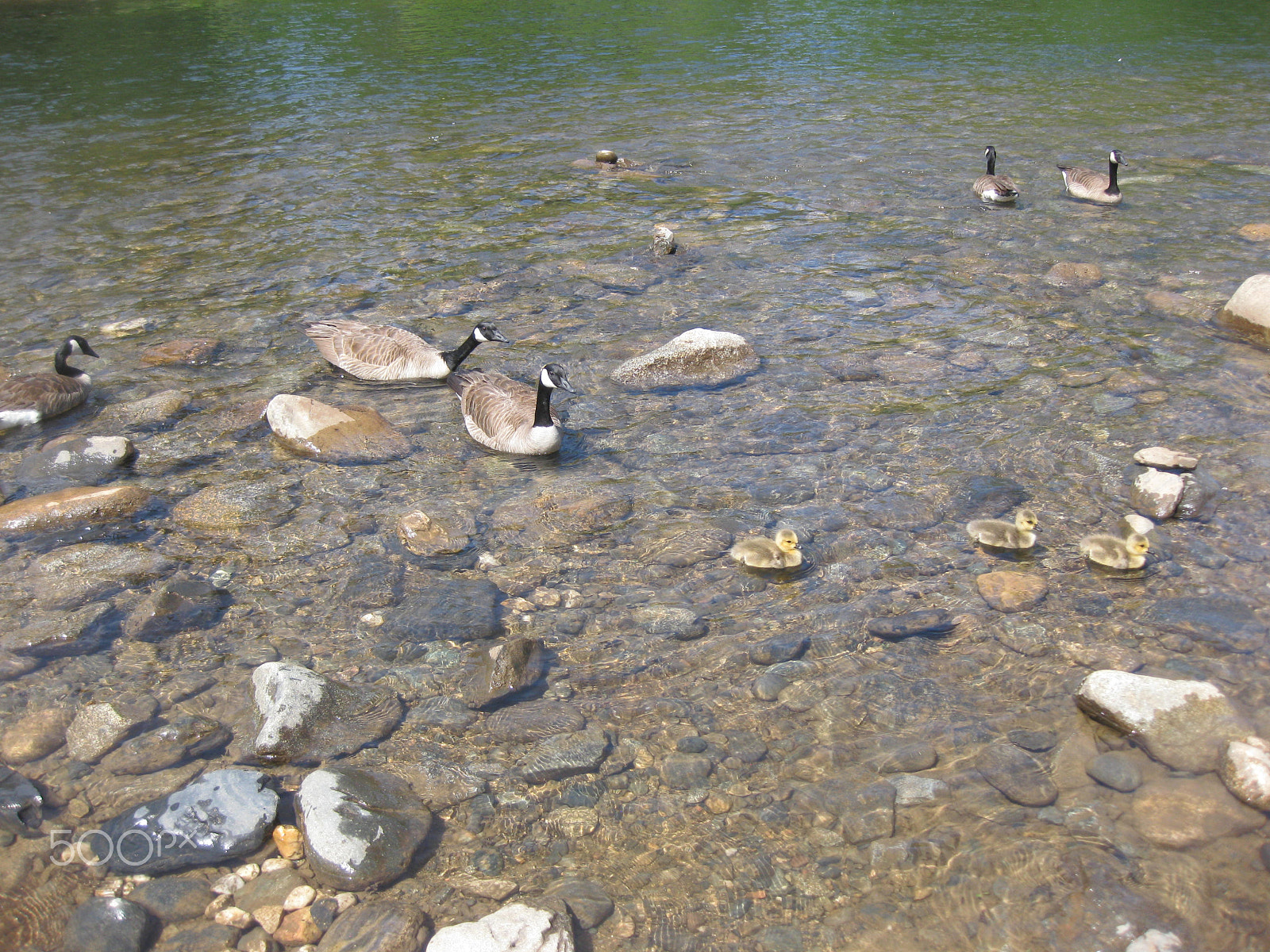Canon PowerShot SD790 IS (Digital IXUS 90 IS / IXY Digital 95 IS) sample photo. Baby canadian geese photography