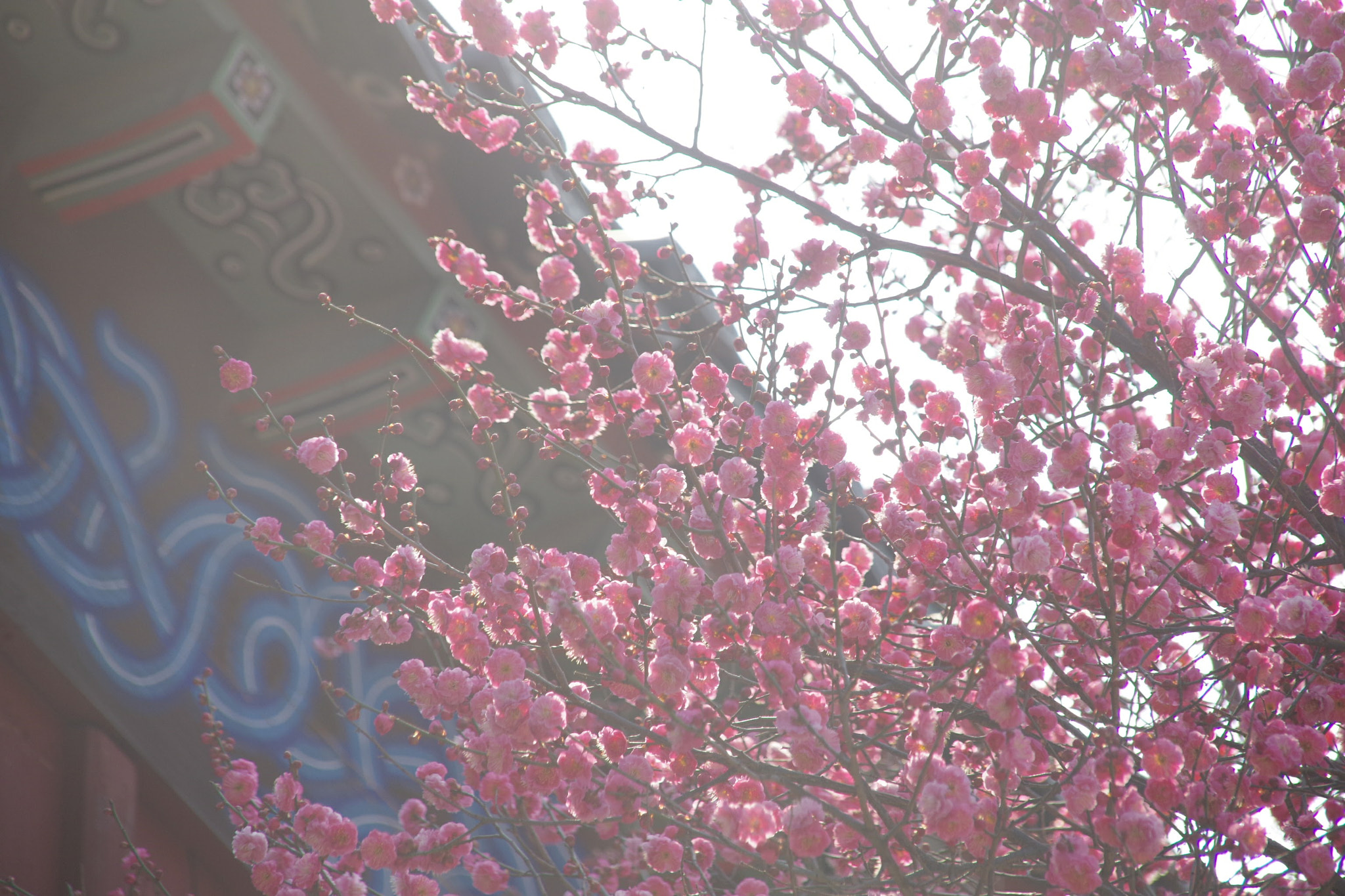 Sigma 18-200mm F3.5-6.3 DC sample photo. Hongmaehwa photography