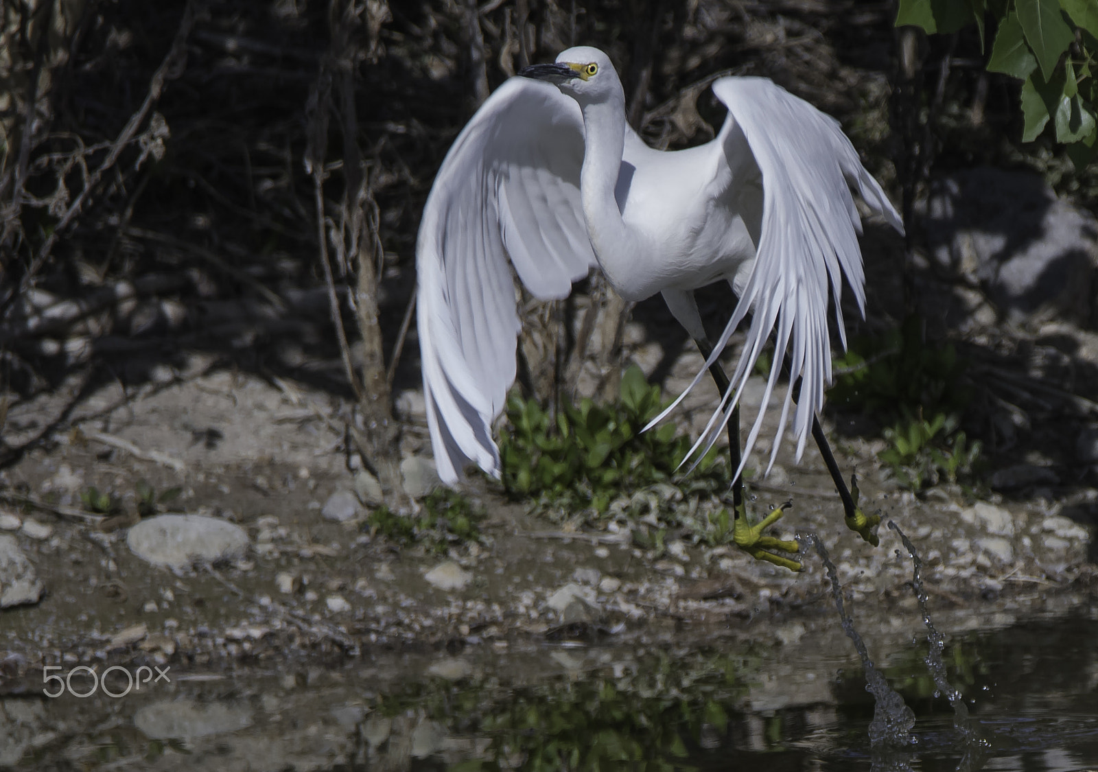 Nikon D500 sample photo. When egrets lift off photography
