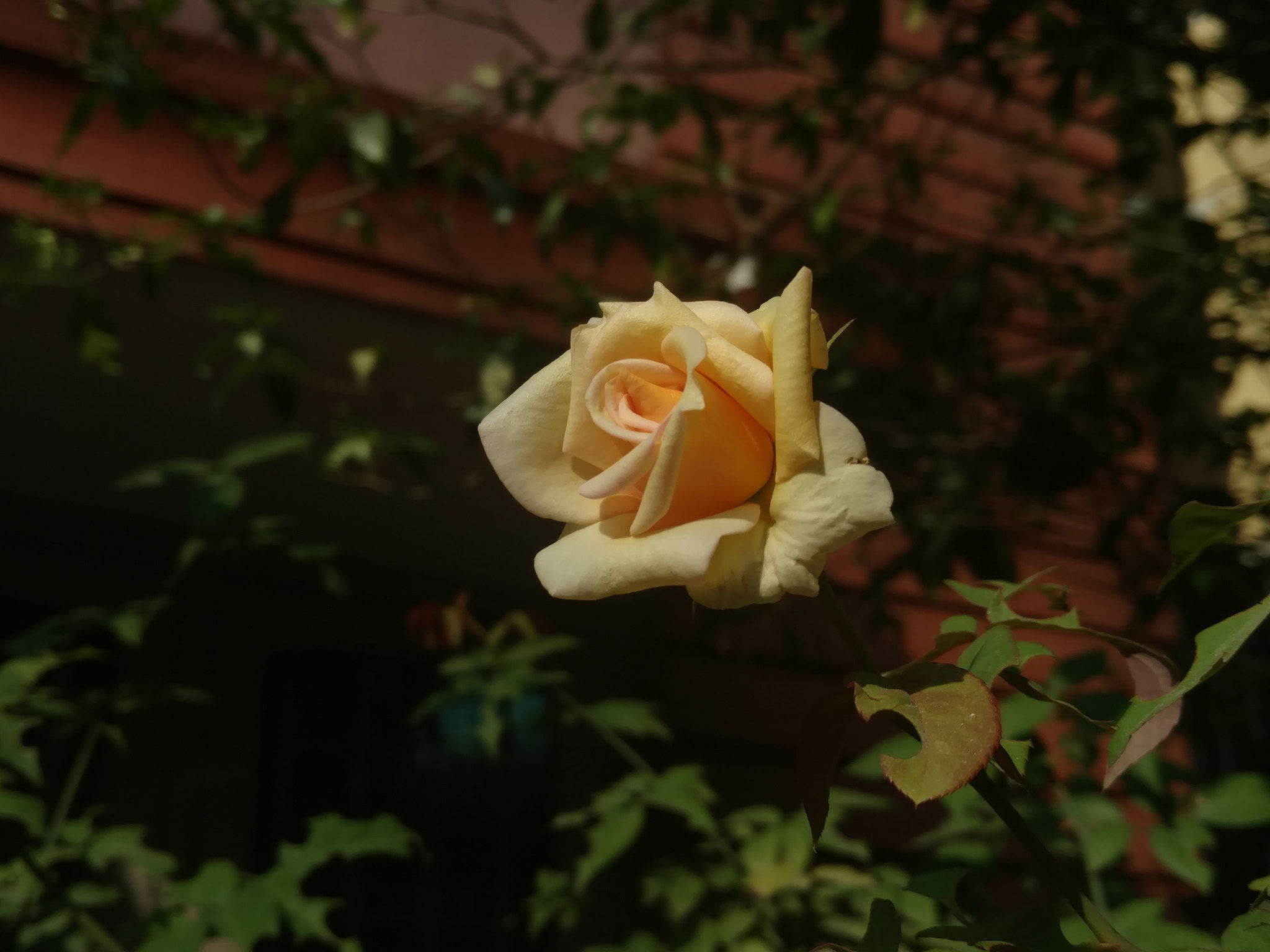 Motorola Moto X Style sample photo. Rose photography