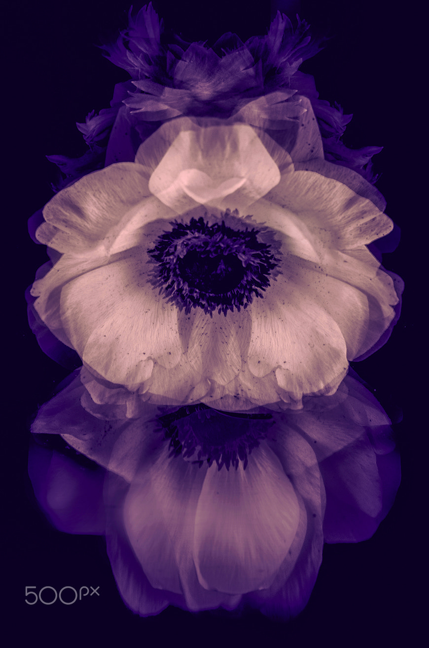 Pentax K-5 sample photo. Windflower ( anemone ) photography