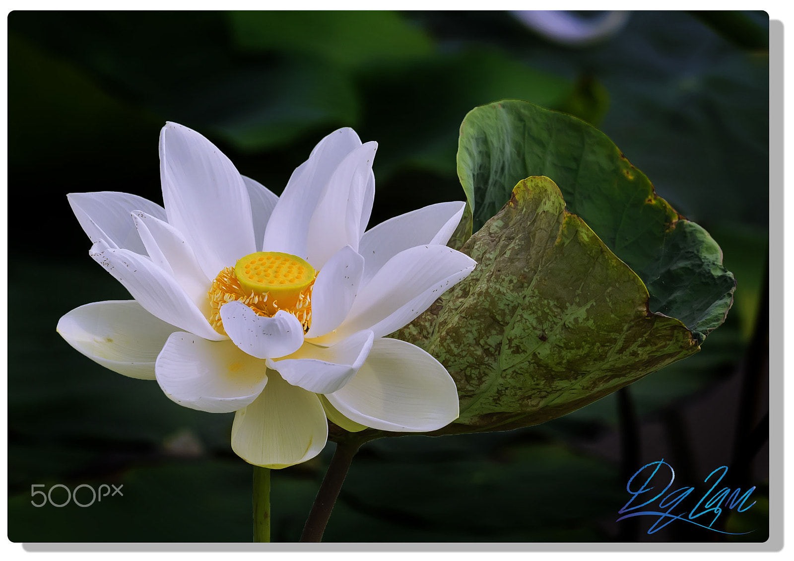 Olympus OM-D E-M1 sample photo. Nature - lotus photography