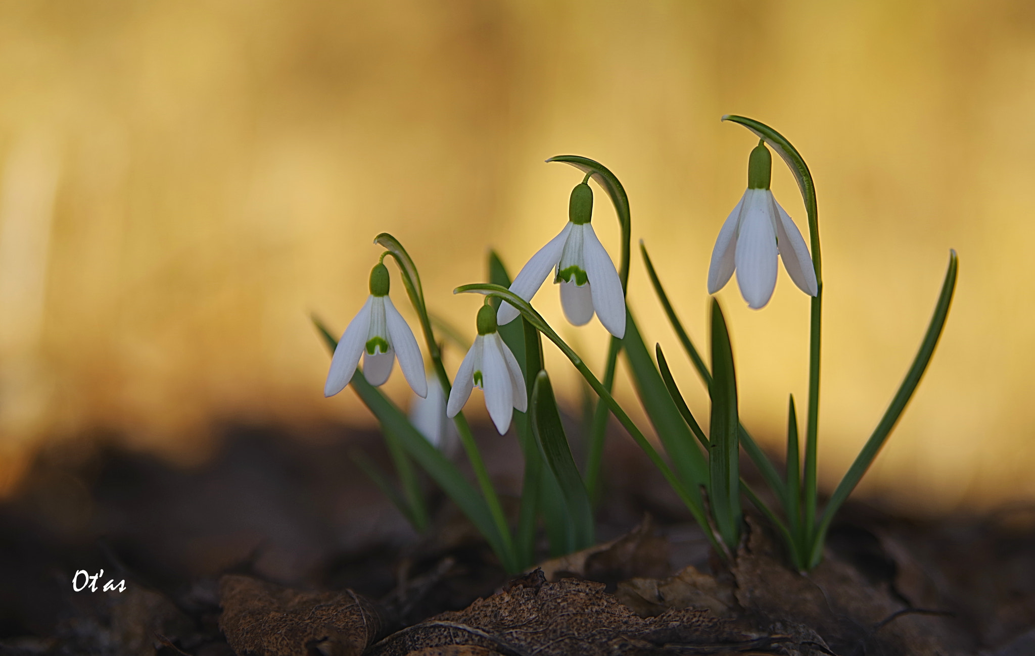 Pentax K-1 + Tamron AF 28-75mm F2.8 XR Di LD Aspherical (IF) sample photo. Snowdrop vii photography