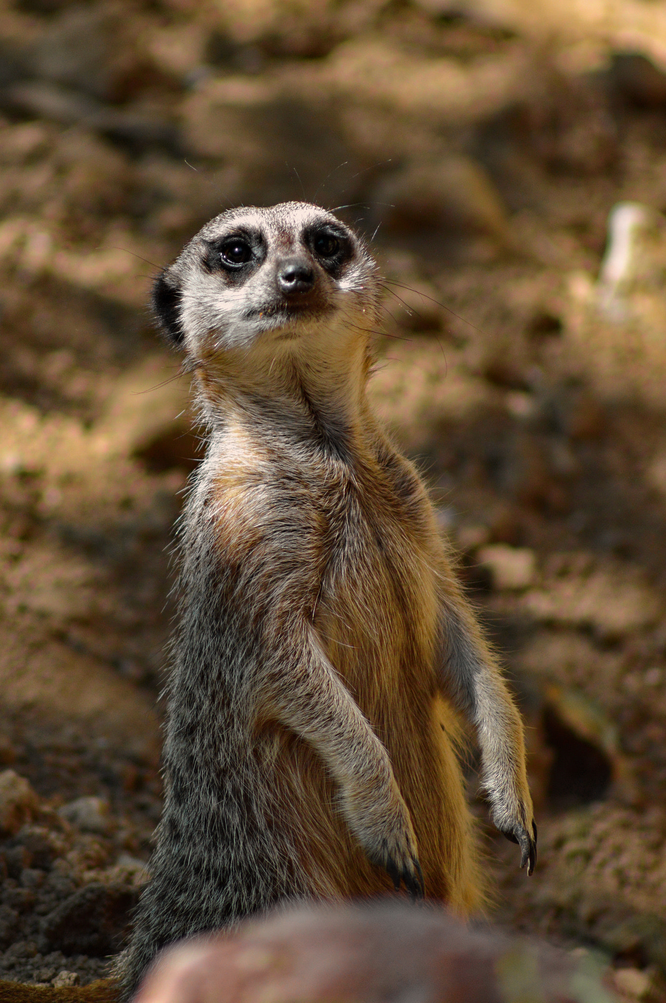 Nikon D3200 sample photo. Sentinel photography