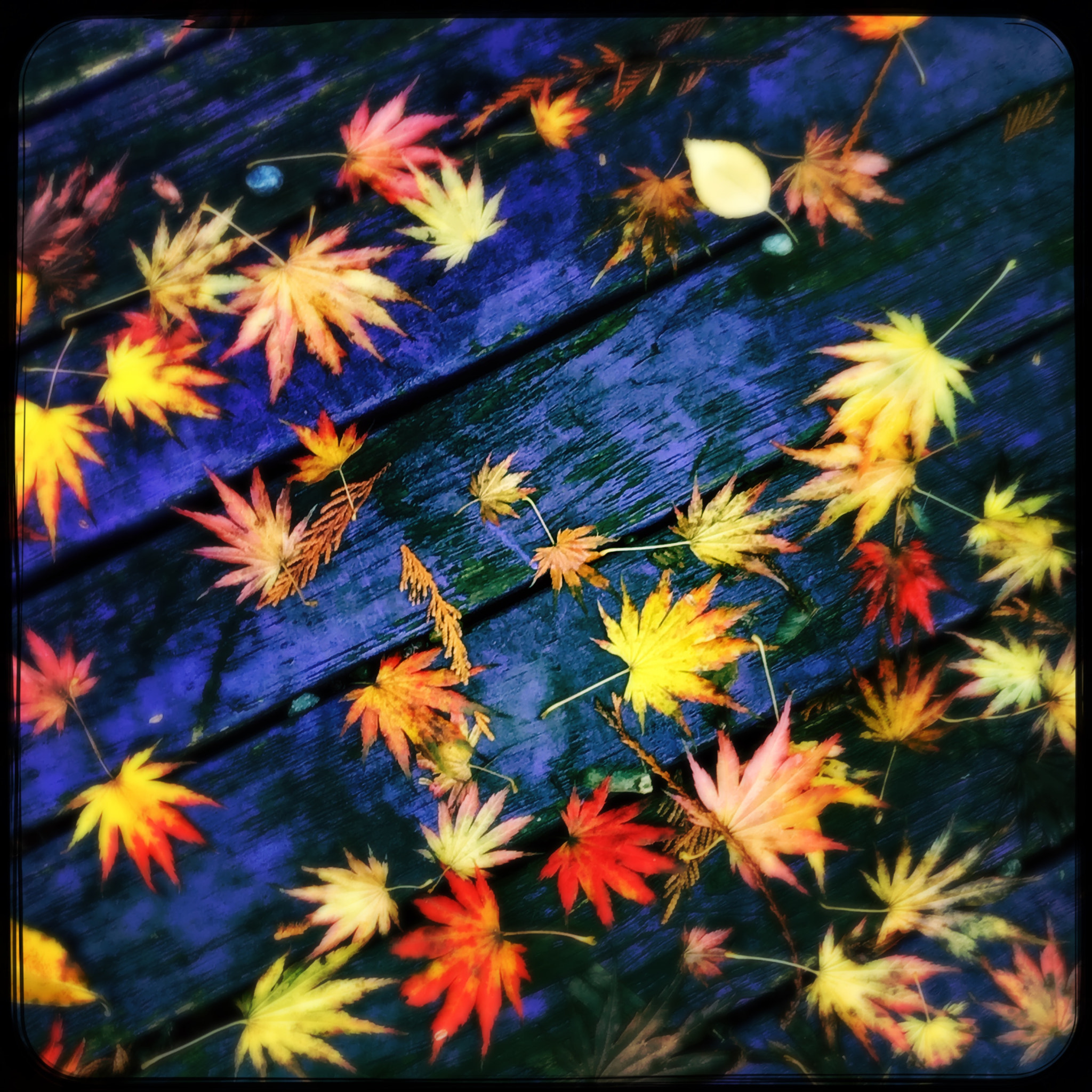 Hipstamatic 322 sample photo. Underfoot during autumn- a happy dance to celebrate. photography
