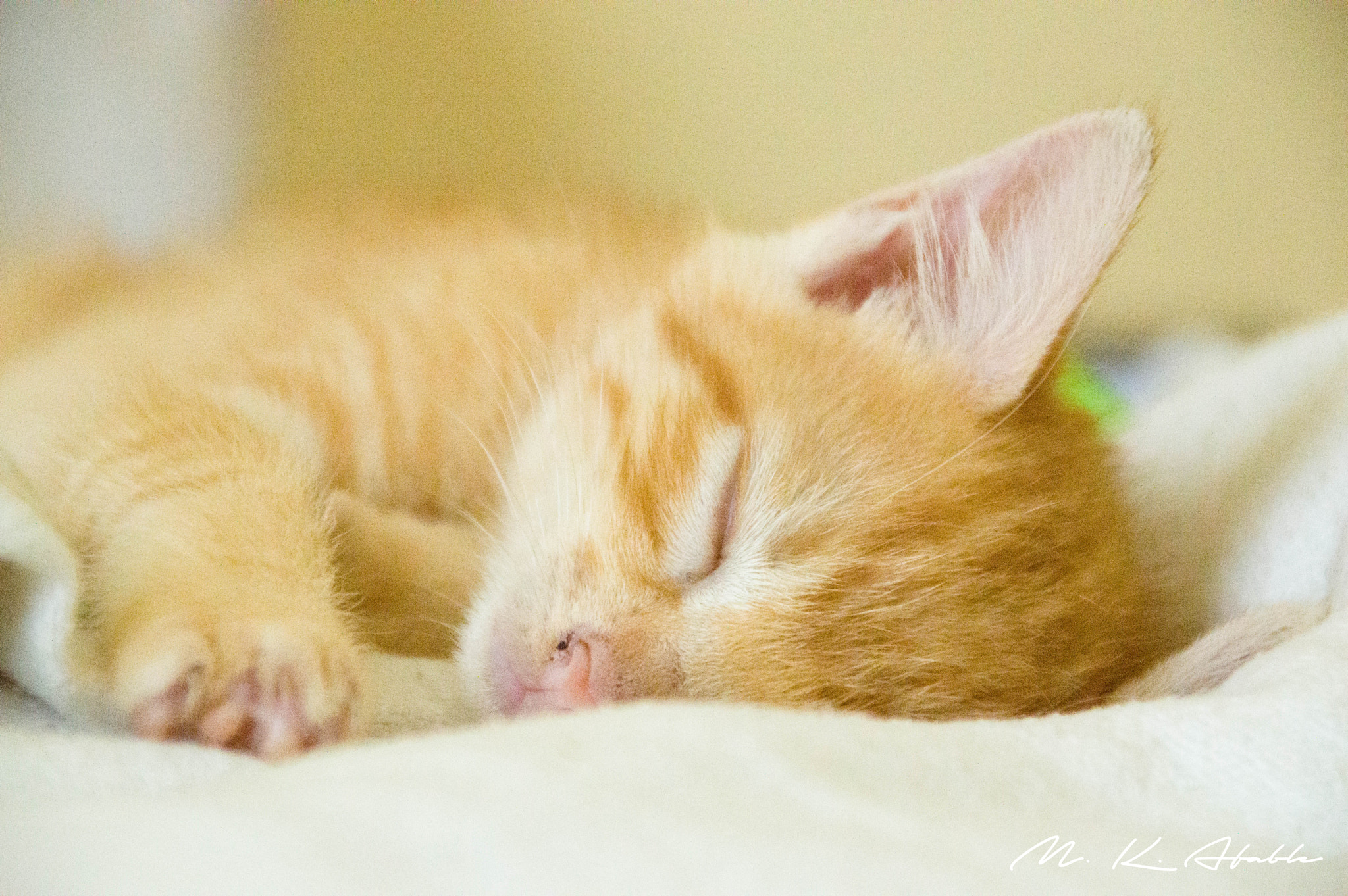 Sigma 28-300mm F3.5-6.3 DG Macro sample photo. Sleeping beauty photography
