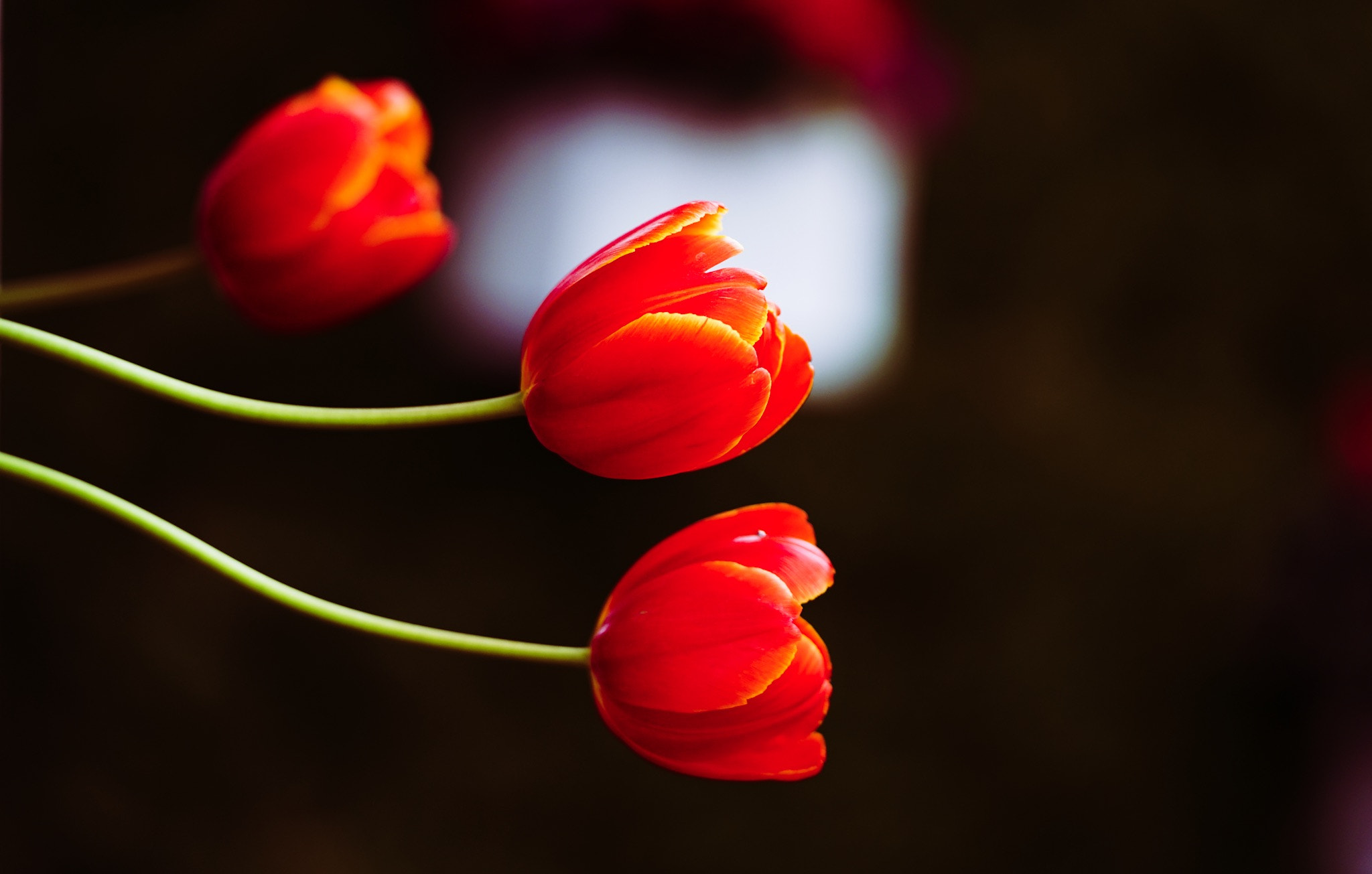 Sony FE 70-200mm F2.8 GM OSS sample photo. Tulips 01 photography