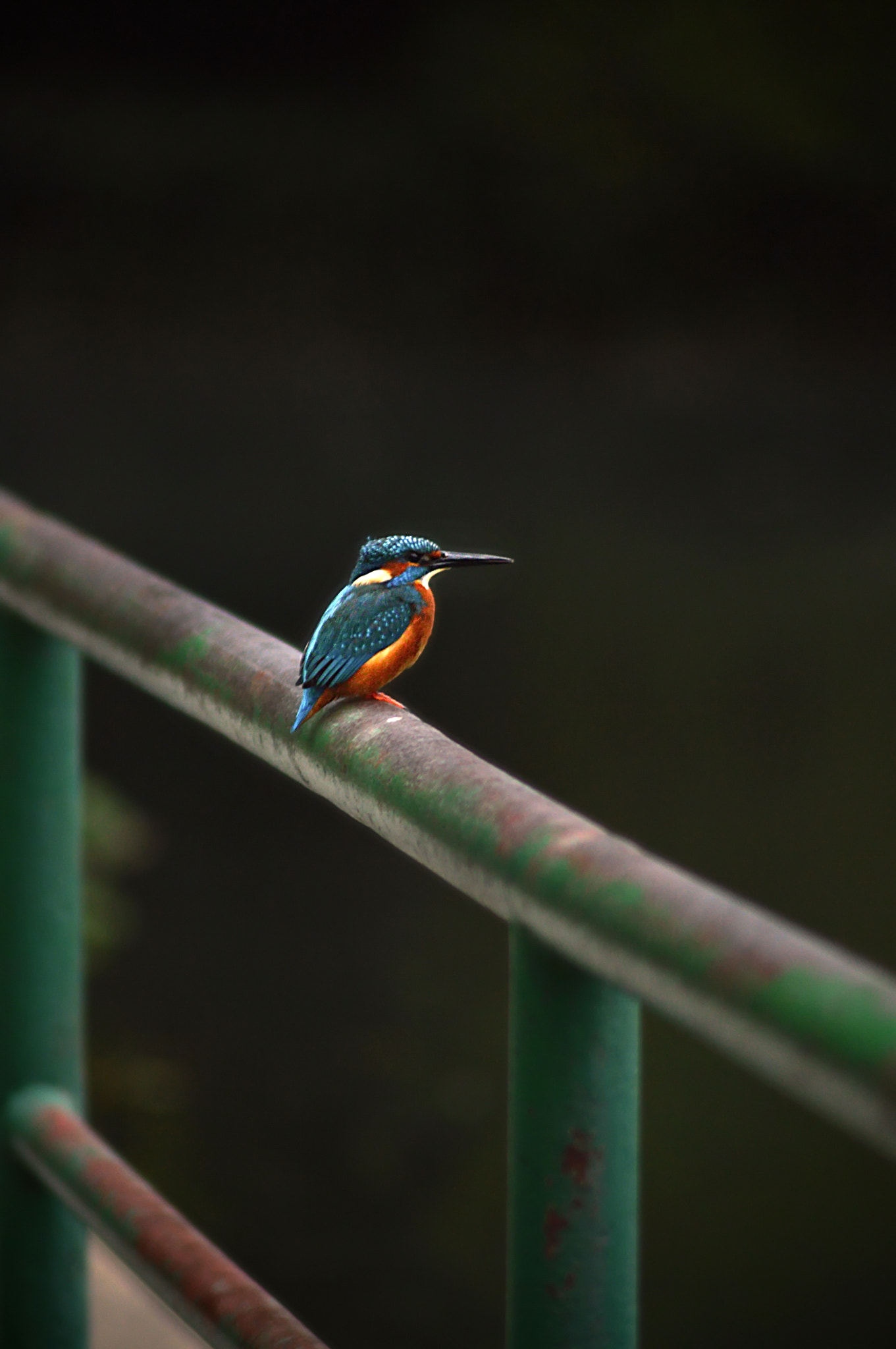 Nikon D3200 sample photo. Little kingfisher photography