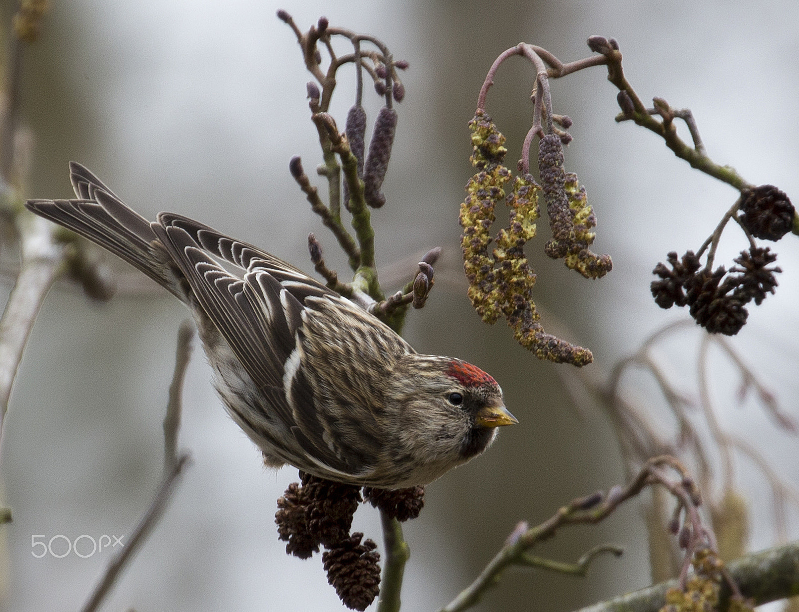 Canon EOS-1D X sample photo. Redpoll photography