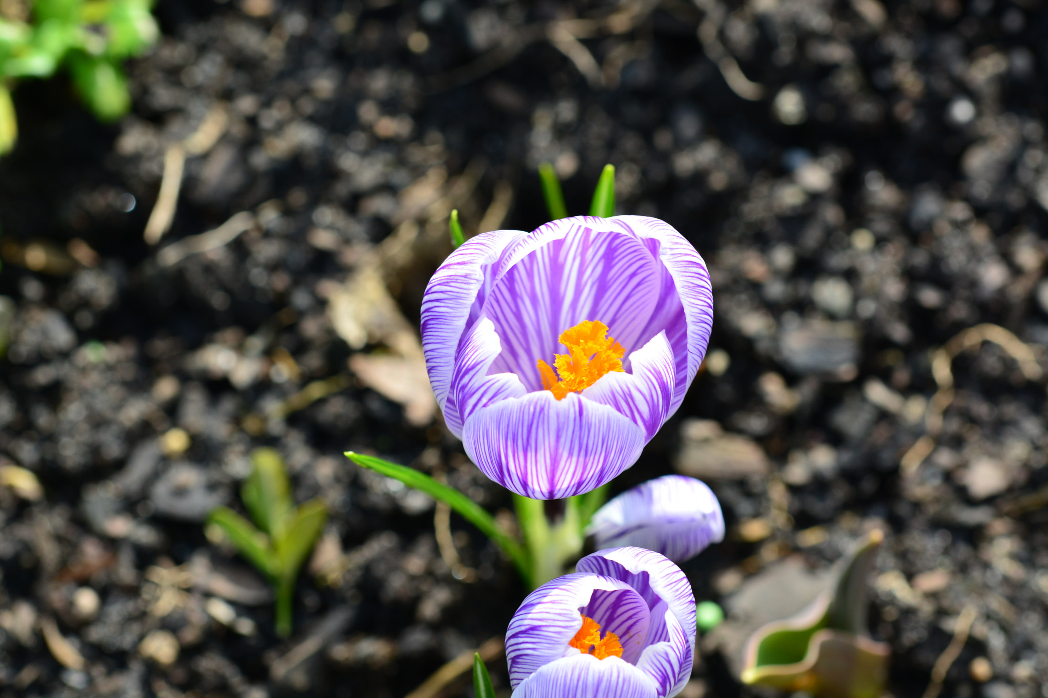 Sigma 105mm F2.8 EX DG OS HSM sample photo. Crocus photography