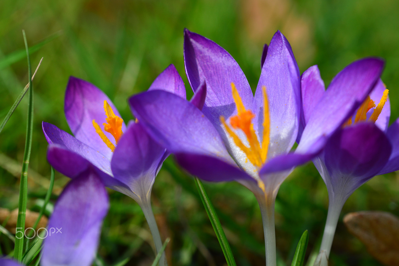 Sigma 105mm F2.8 EX DG OS HSM sample photo. Crocuses photography
