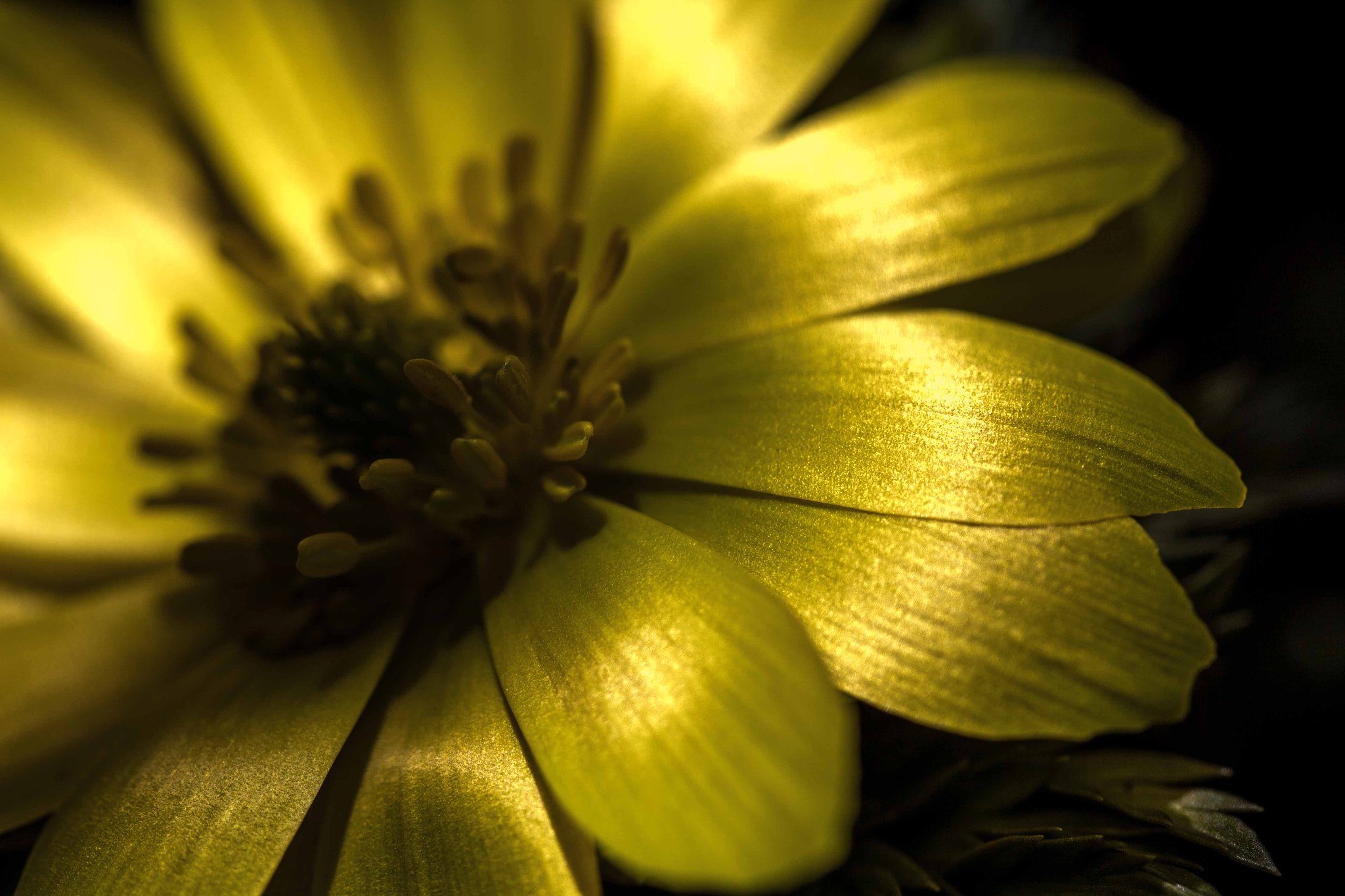 Canon EF-S 60mm F2.8 Macro USM sample photo. 福寿草 photography