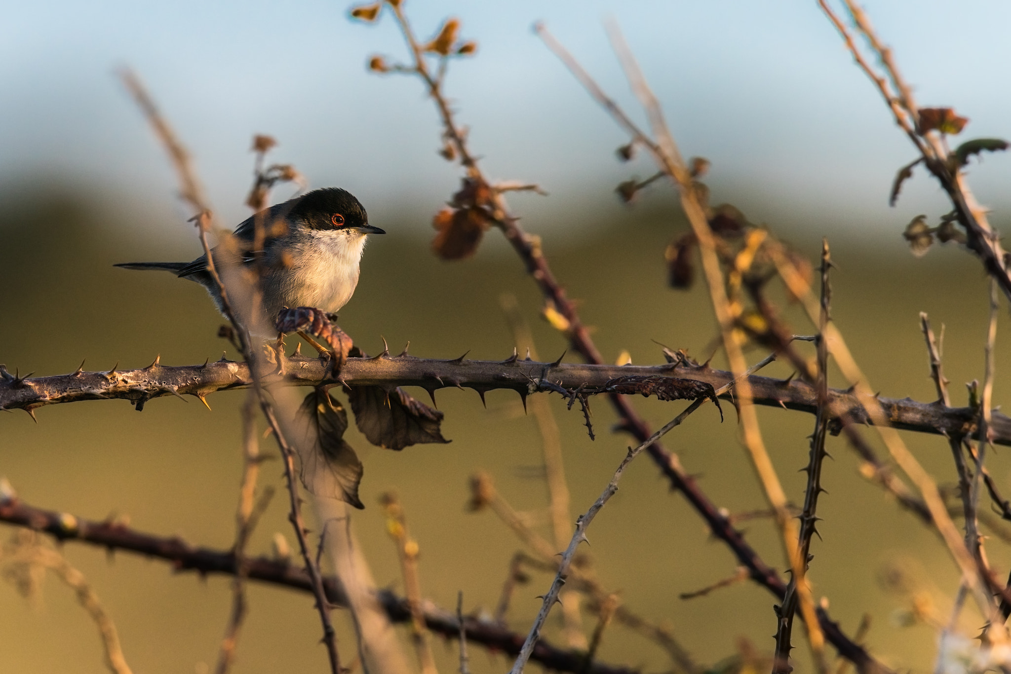 Sony a99 II + Sony 300mm F2.8 G SSM II sample photo. Sylvia melanocephala photography