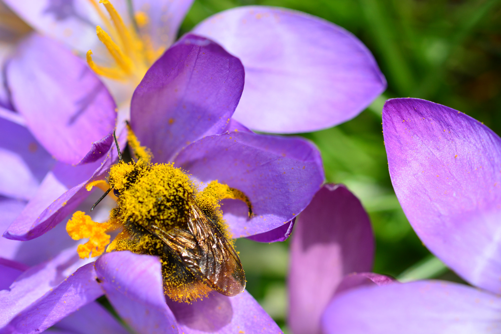 Sigma 105mm F2.8 EX DG OS HSM sample photo. Bumblebee at work photography