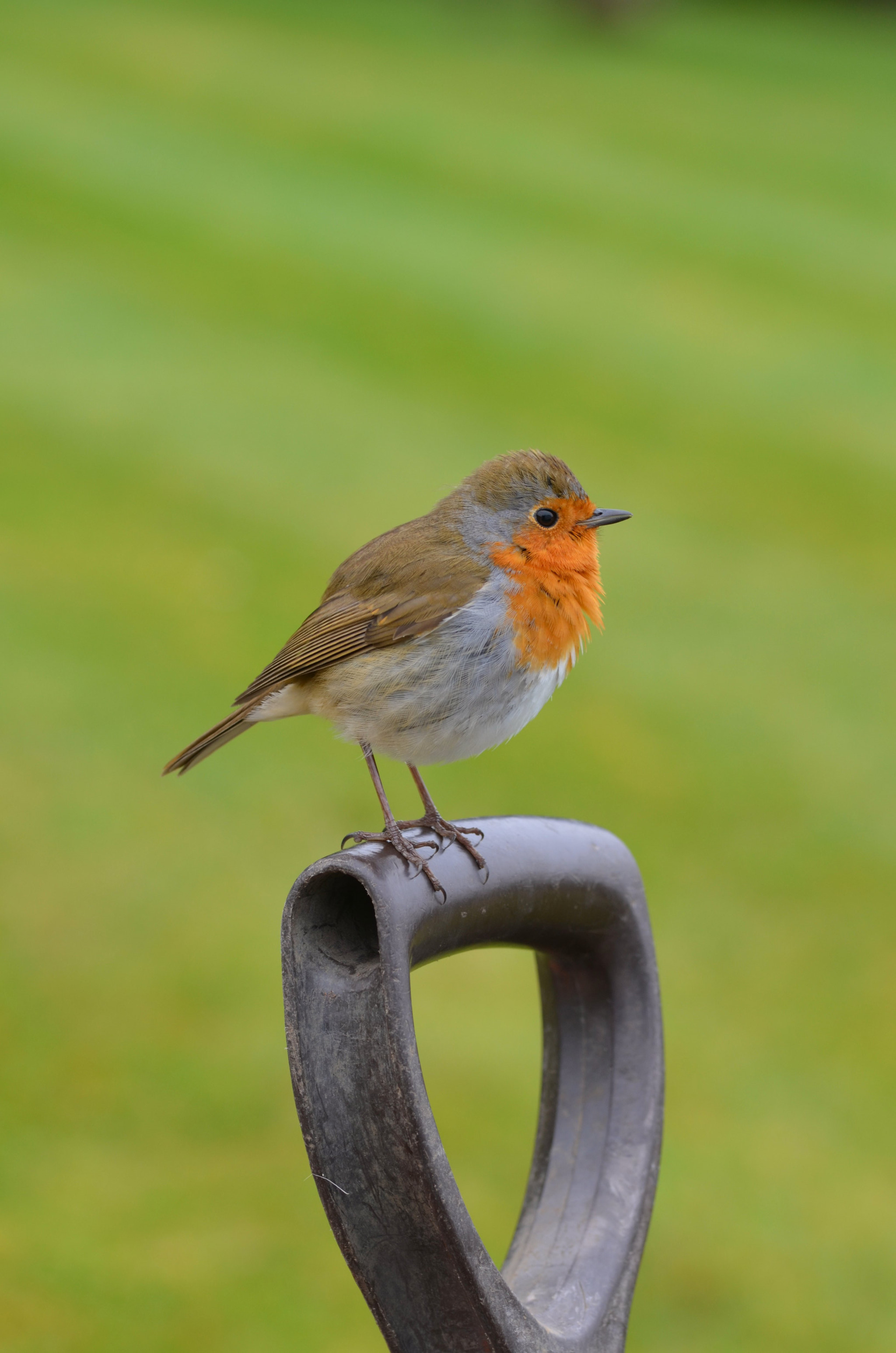 Sigma 105mm F2.8 EX DG OS HSM sample photo. Robin redbreast photography