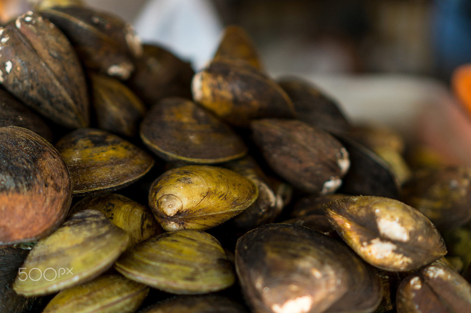 Sony E 35mm F1.8 OSS sample photo. Hard clam photography