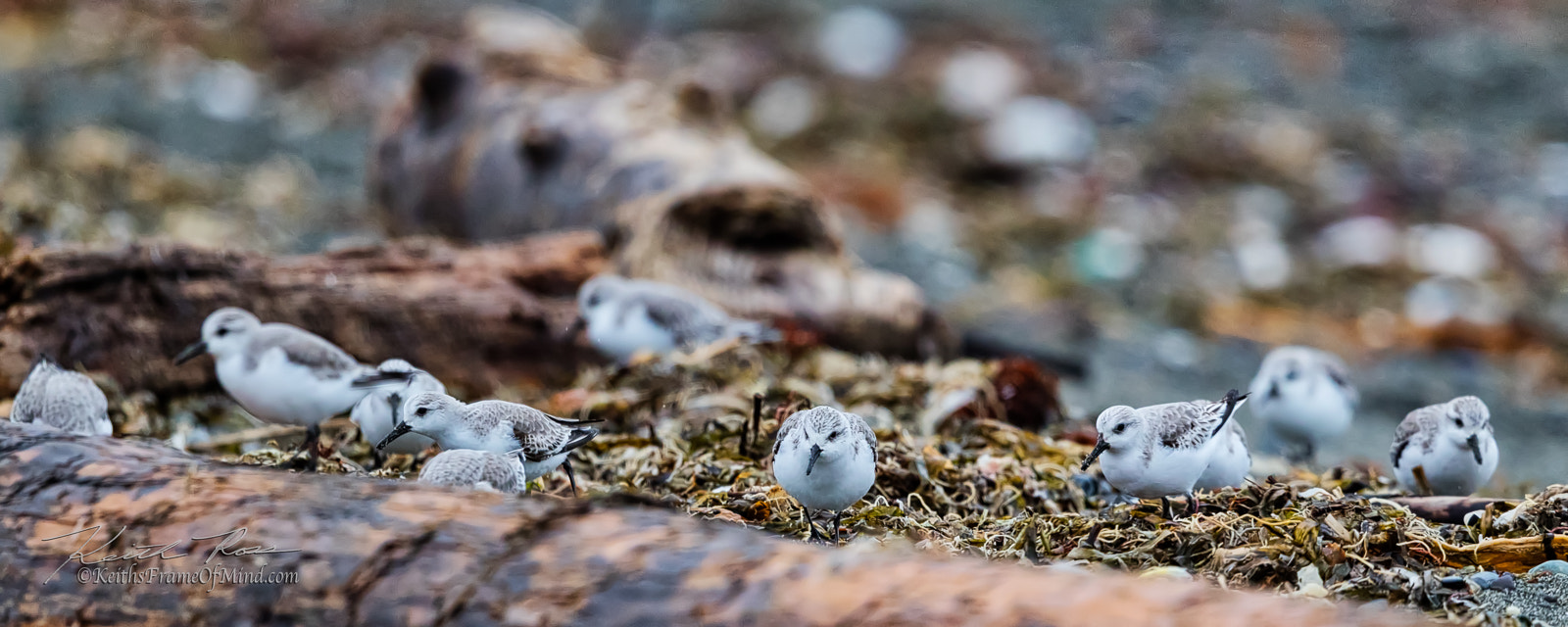 Canon EF 600mm F4L IS II USM sample photo. Sanderling invasion photography