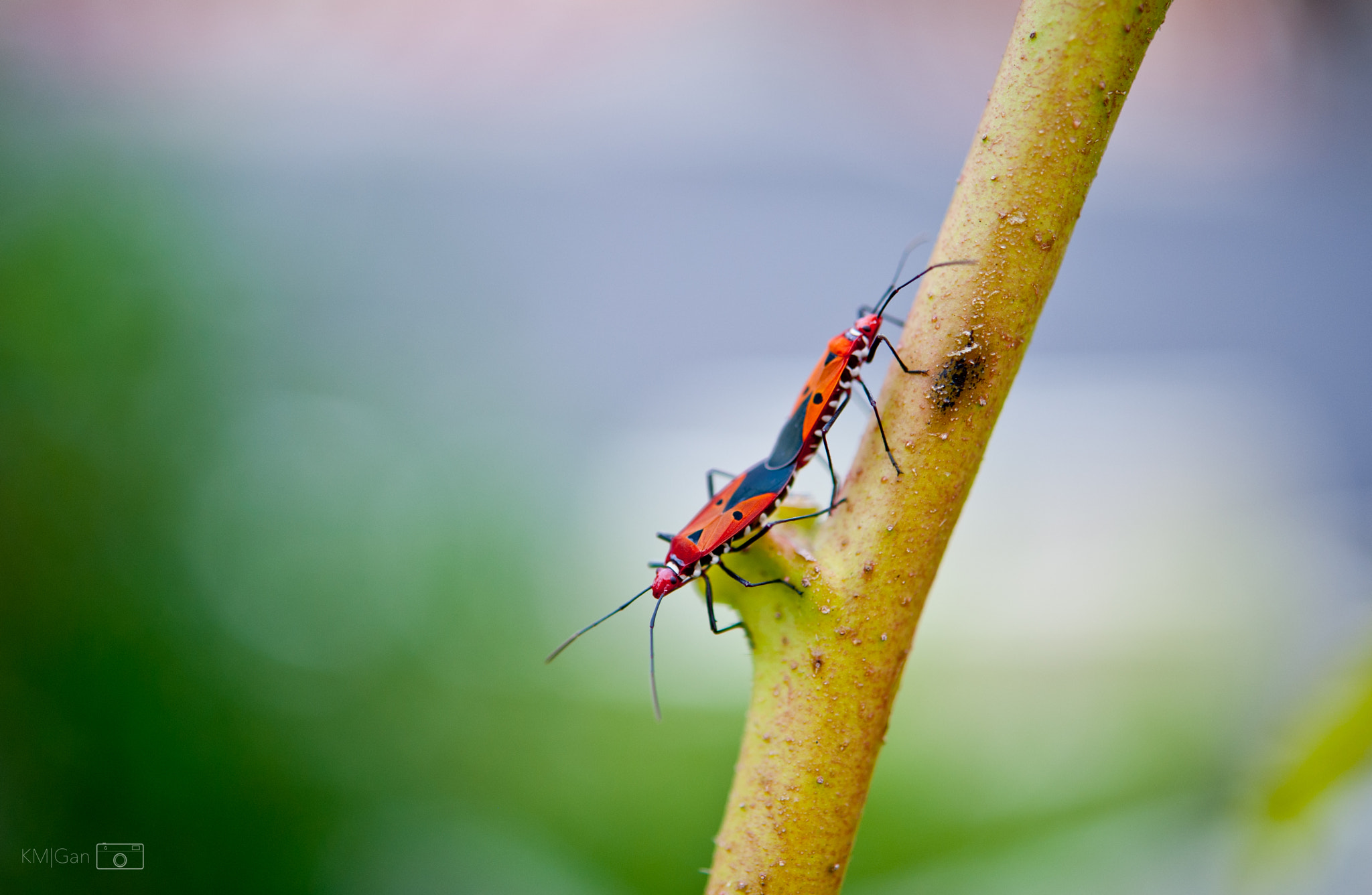 Nikon AF-S Micro-Nikkor 60mm F2.8G ED sample photo. Partnership photography