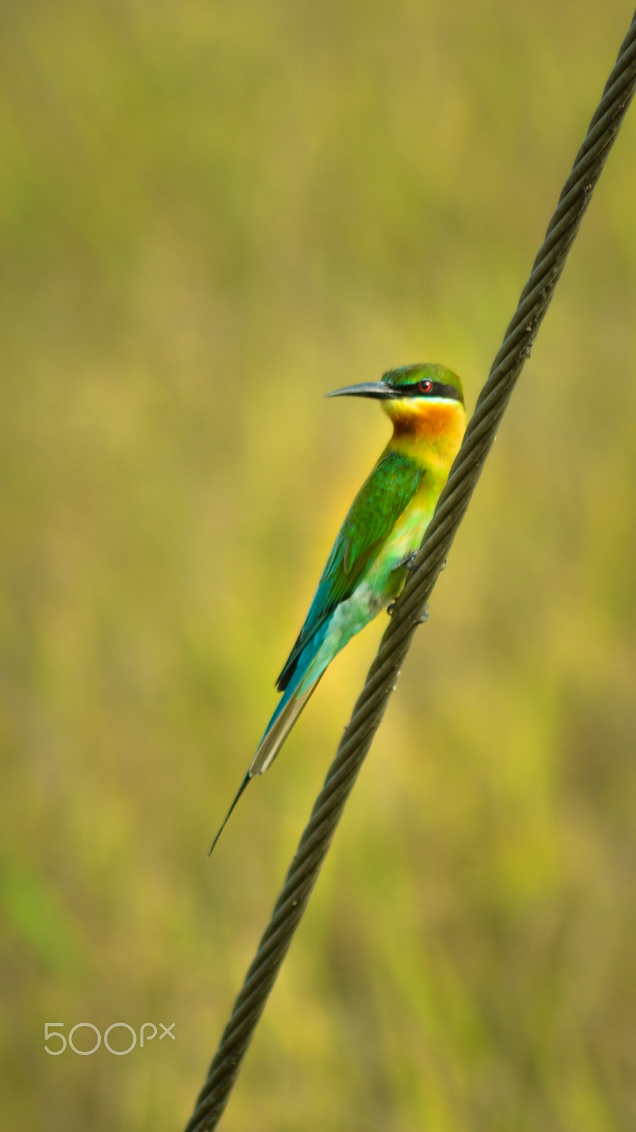 Nikon D5100 + Sigma 50-150mm F2.8 EX APO DC HSM II + 1.4x sample photo. Blue-tailed bee eater photography