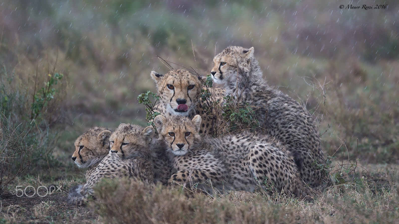 Nikon D4S + Nikon AF-S Nikkor 500mm F4E FL ED VR sample photo. "in the rain..." photography