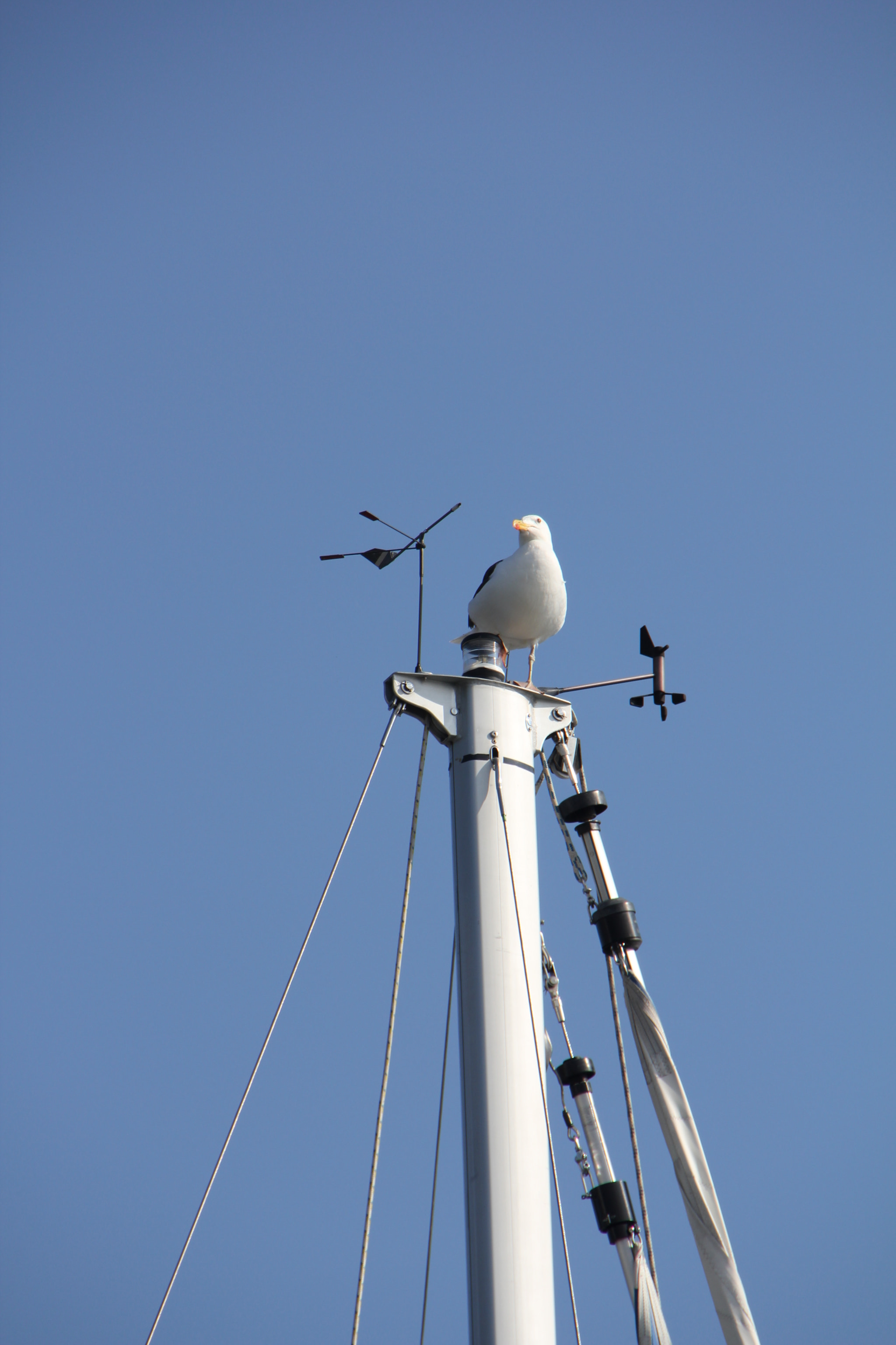 Sigma 18-250mm F3.5-6.3 DC OS HSM sample photo. Img photography