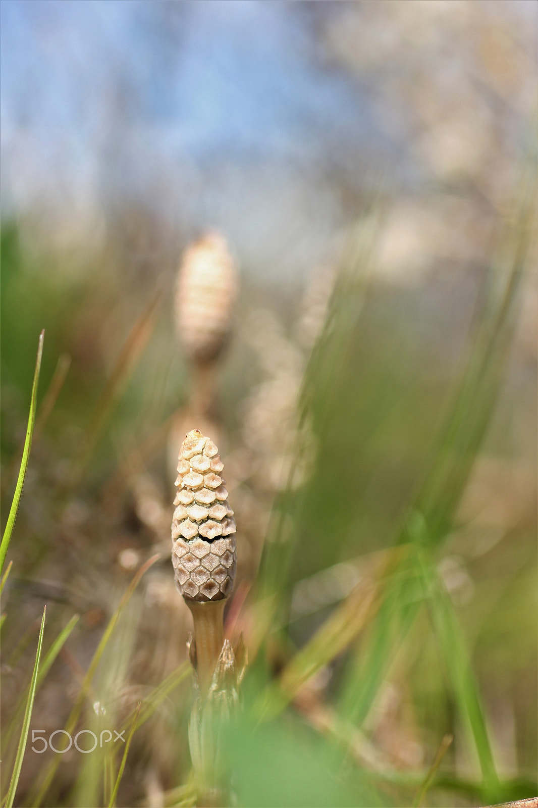 Sigma 50mm F1.4 EX DG HSM sample photo. Spring messenger photography