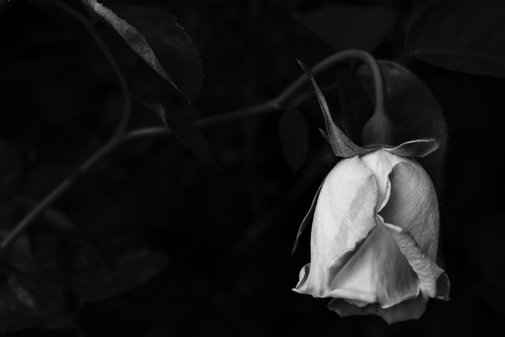 Nikon AF-S Micro-Nikkor 60mm F2.8G ED sample photo. It’s not over ‘till the fat lady sings. photography
