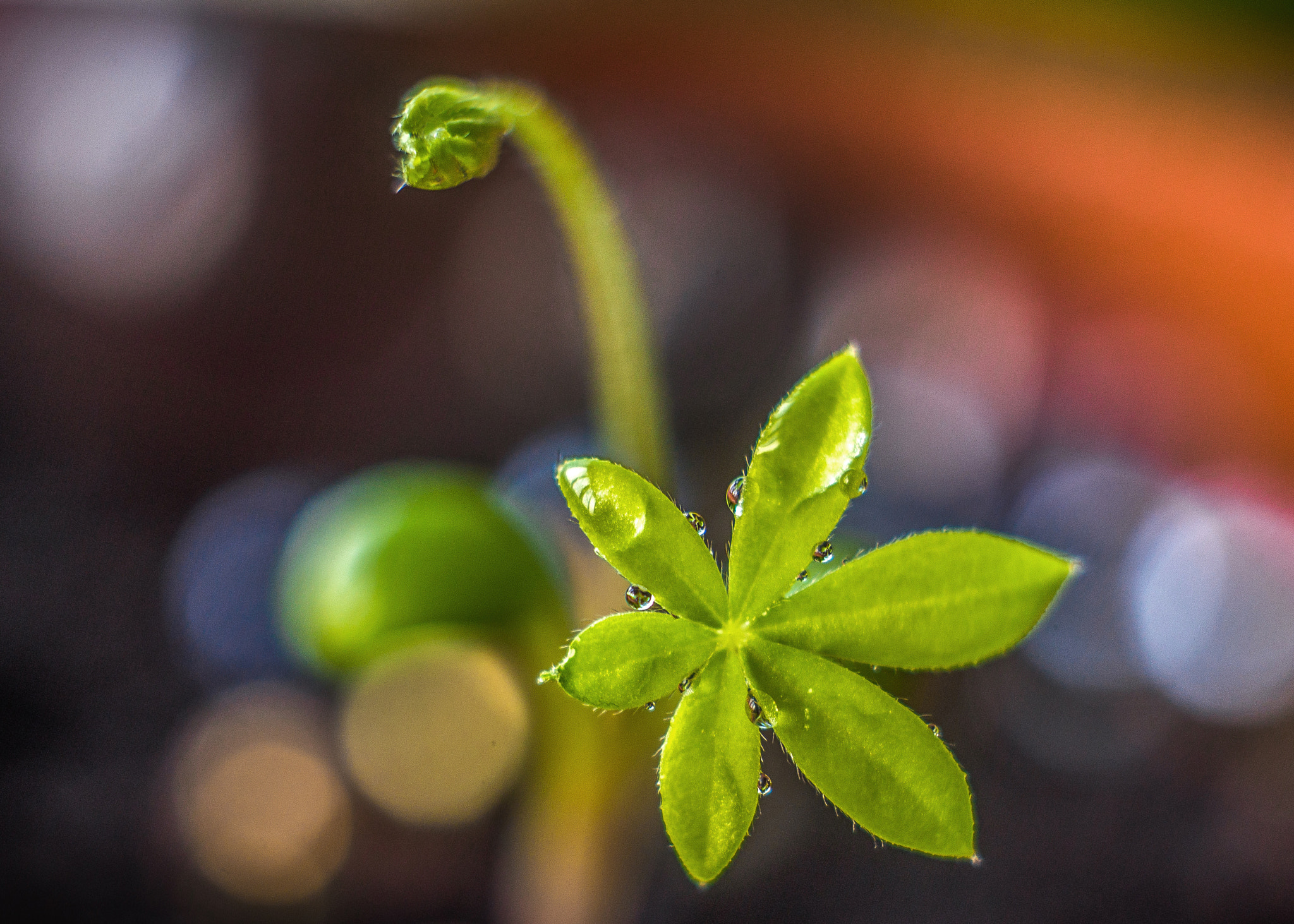 Canon EF 35-80mm f/4-5.6 sample photo. Img photography