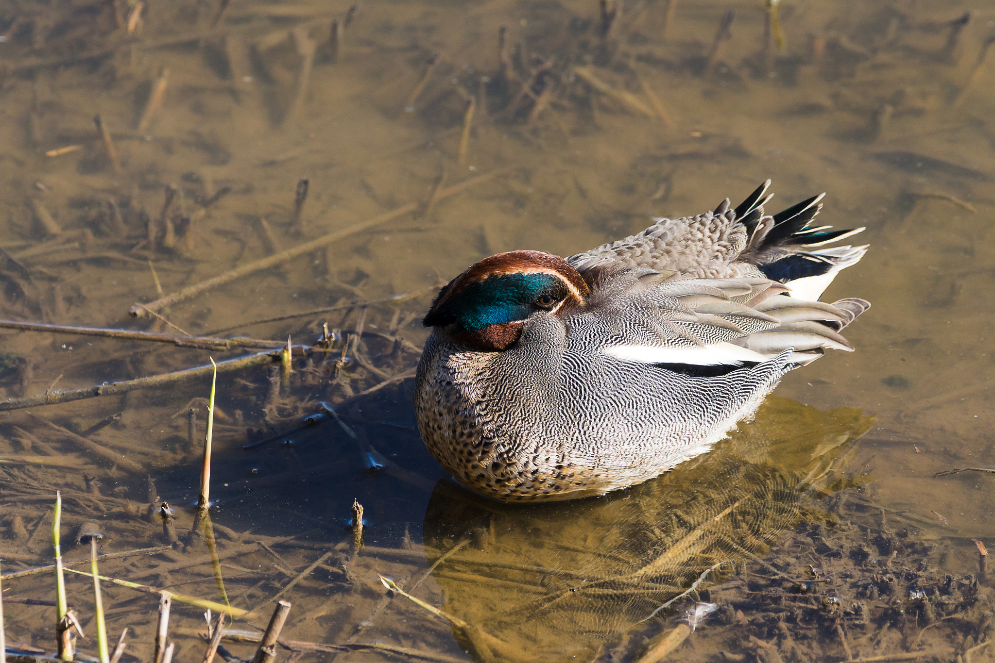 150-600mm F5-6.3 DG OS HSM | Contemporary 015 sample photo. Sleeping teal photography