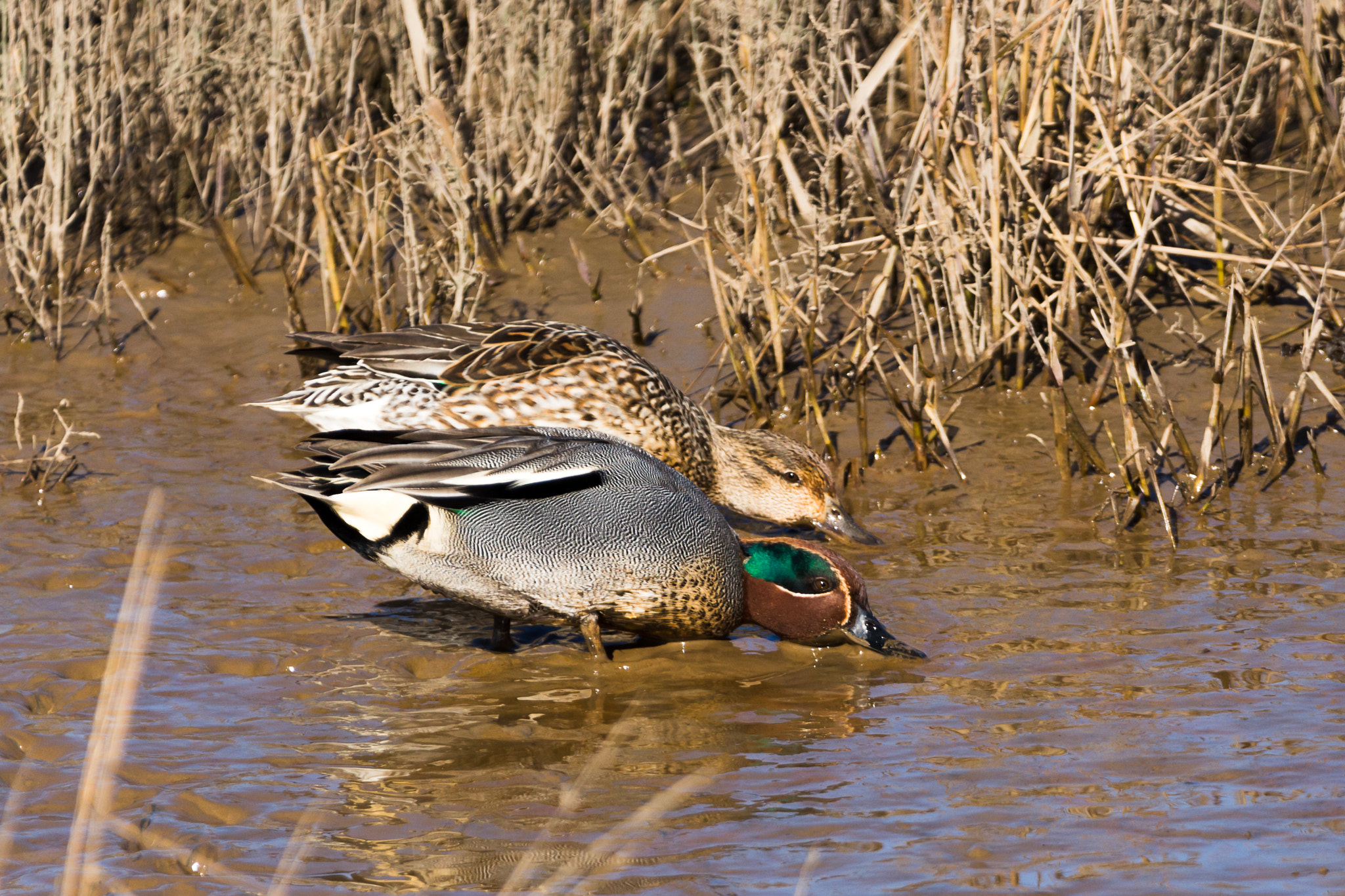 150-600mm F5-6.3 DG OS HSM | Contemporary 015 sample photo. A pair of teals photography