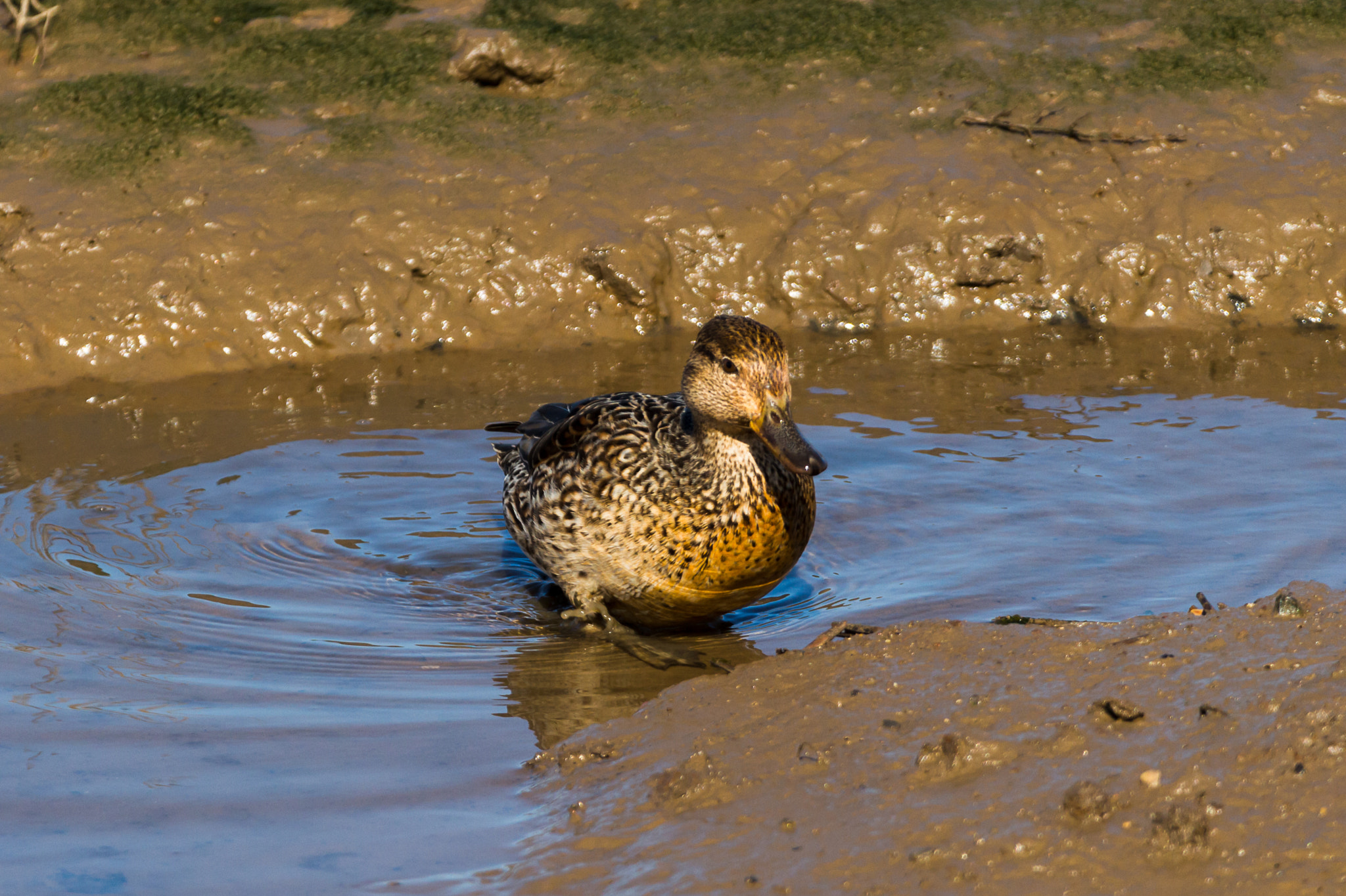 150-600mm F5-6.3 DG OS HSM | Contemporary 015 sample photo. Female teal photography