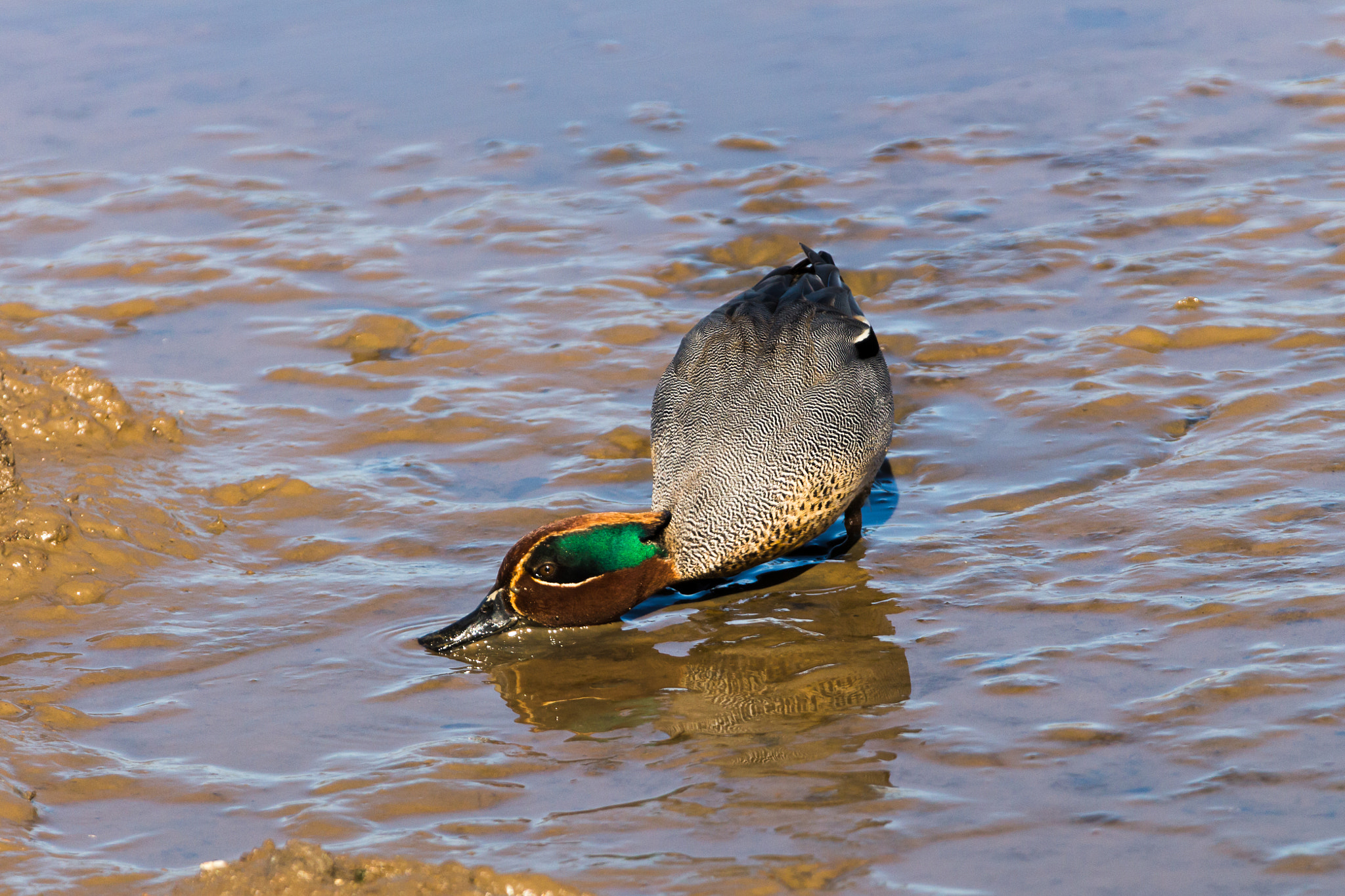 150-600mm F5-6.3 DG OS HSM | Contemporary 015 sample photo. Teal feeding photography