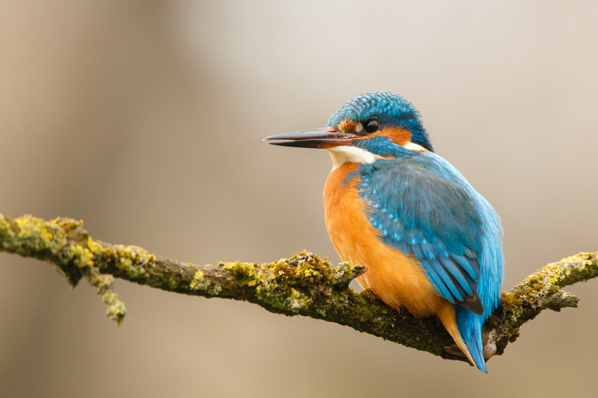 Canon EF 600mm F4L IS II USM sample photo. Common kingfisher photography
