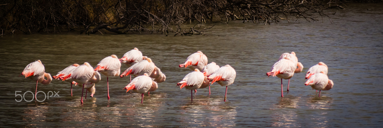 Canon EF 100-400mm F4.5-5.6L IS USM sample photo. Pink flamingos in camargue photography