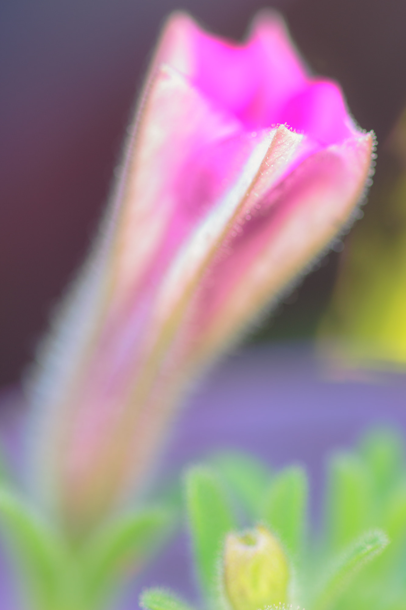Sigma 105mm F2.8 EX DG OS HSM sample photo. Nature  photography