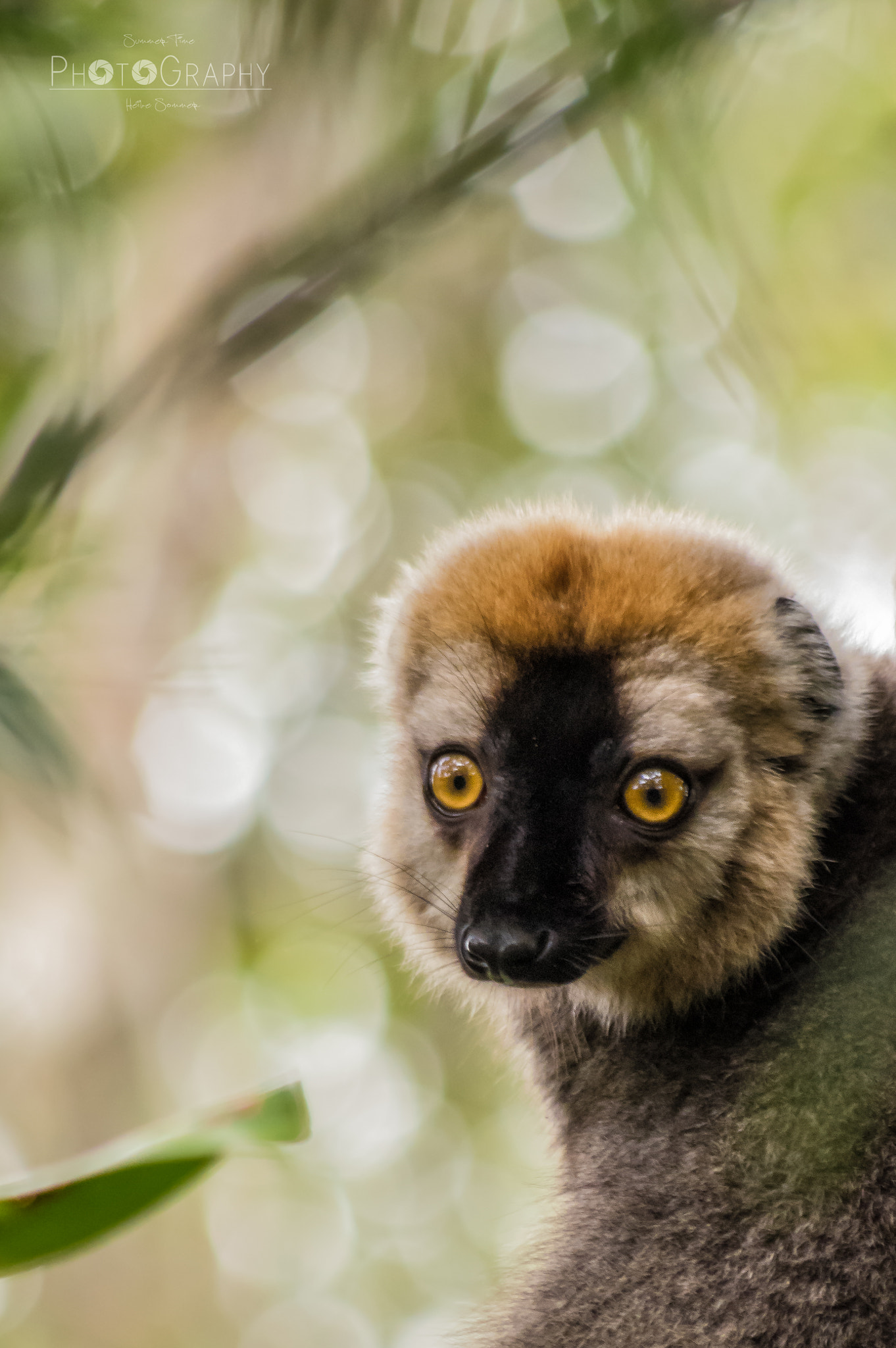 Pentax smc DA 55-300mm F4.0-5.8 ED sample photo. Lemur bokeh photography